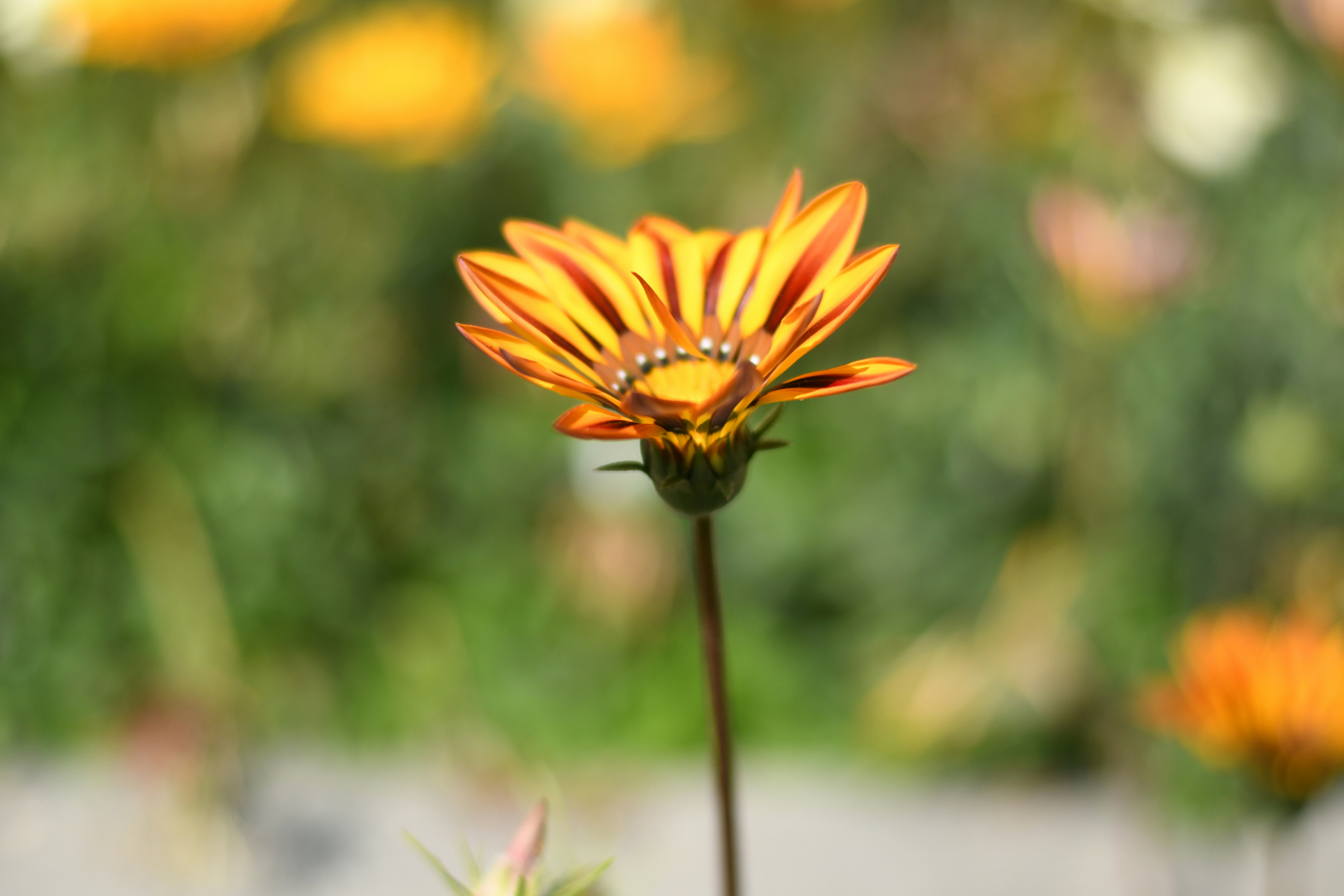 Photo by shijinkamalon