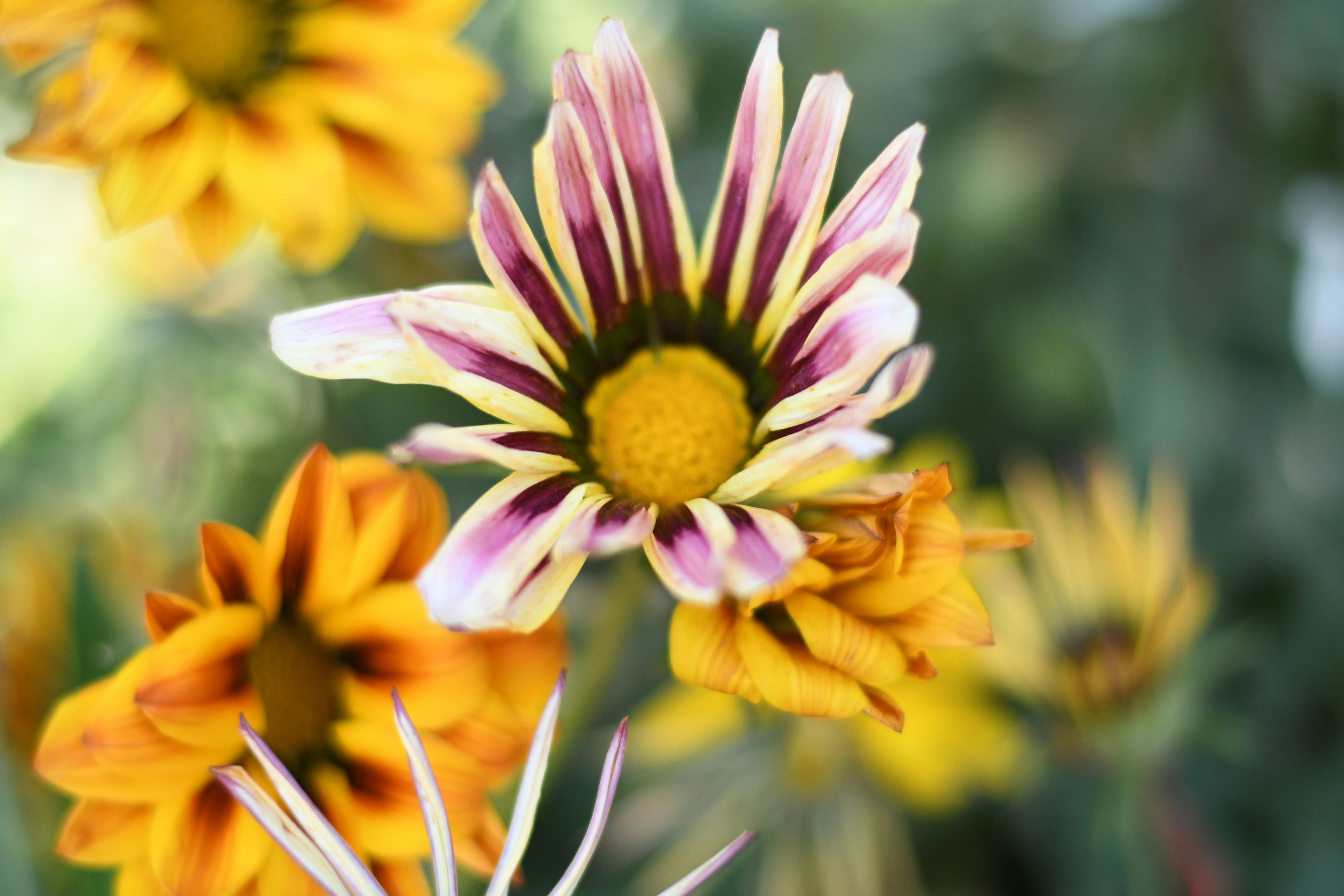 Photo by shijinkamalon