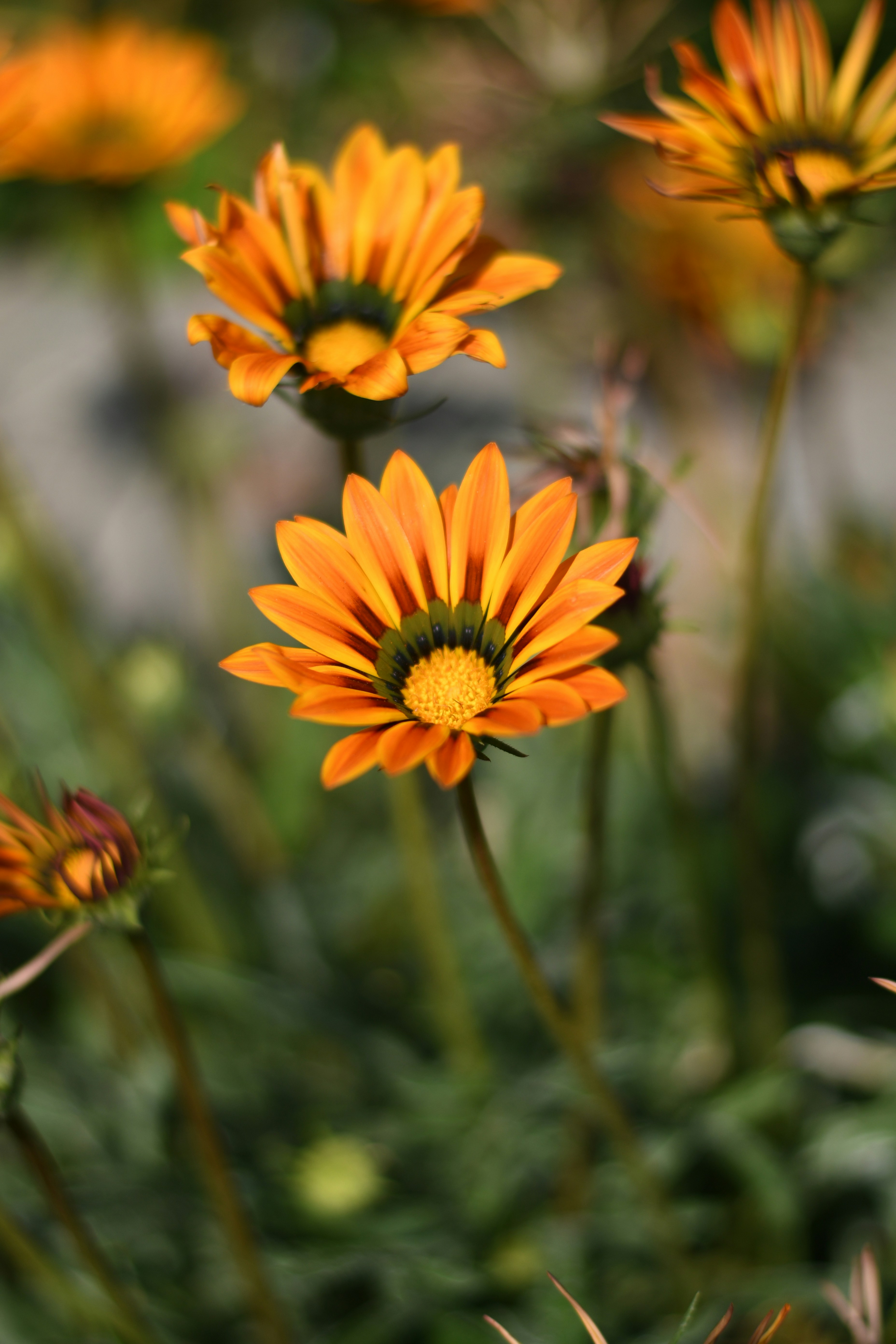 Photo by shijinkamalon