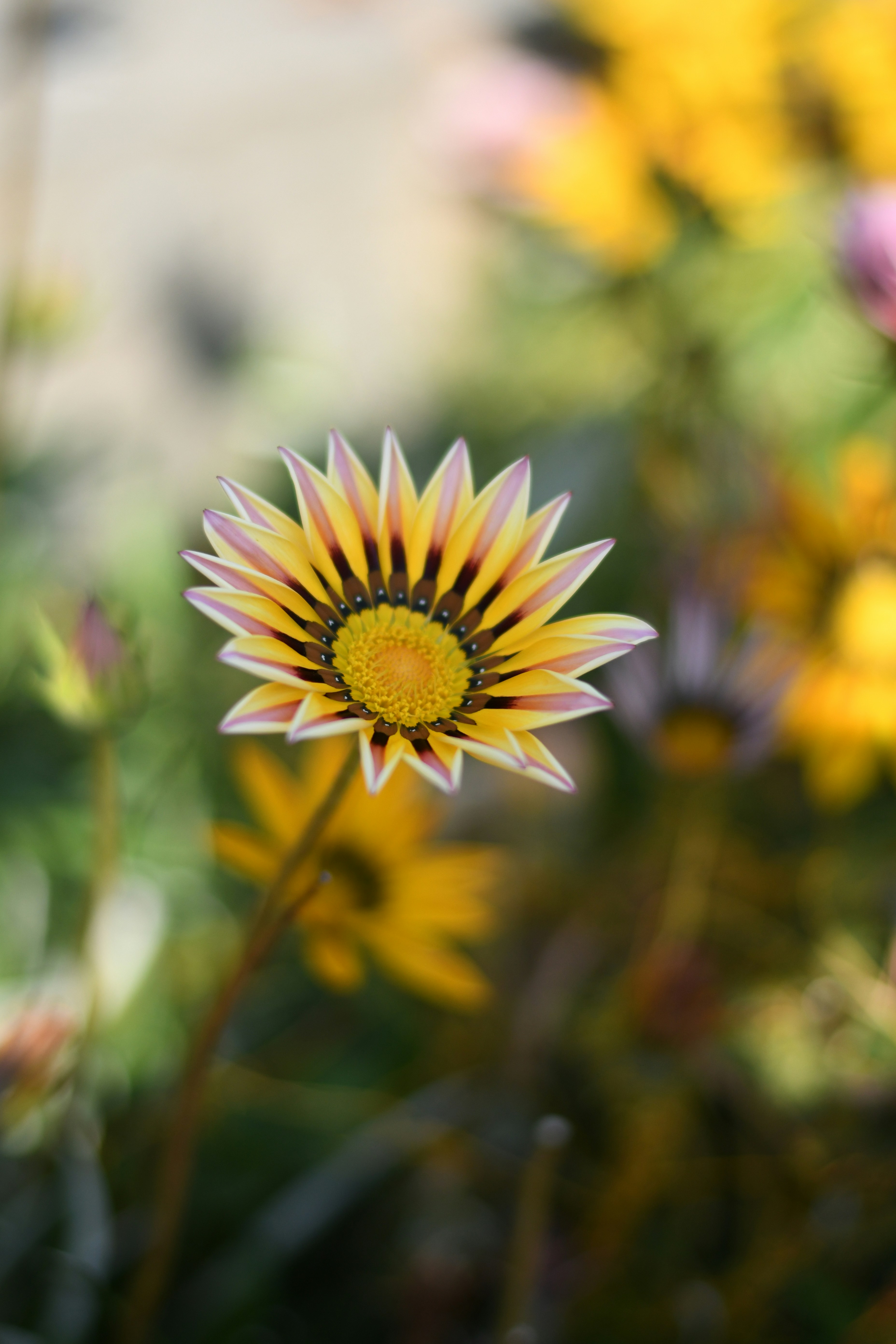 Photo by shijinkamalon