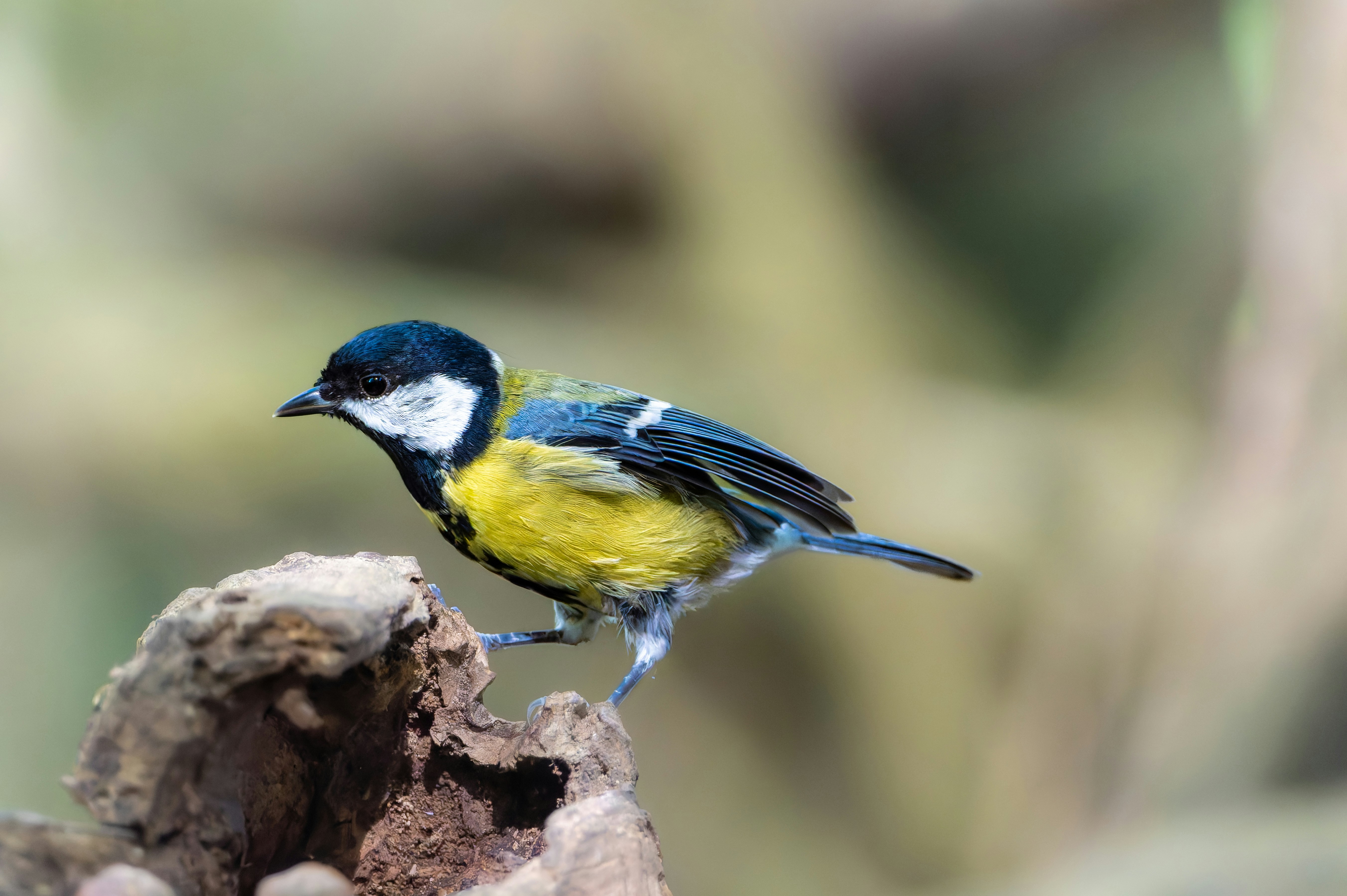 Photo by siegfriedpoepperl