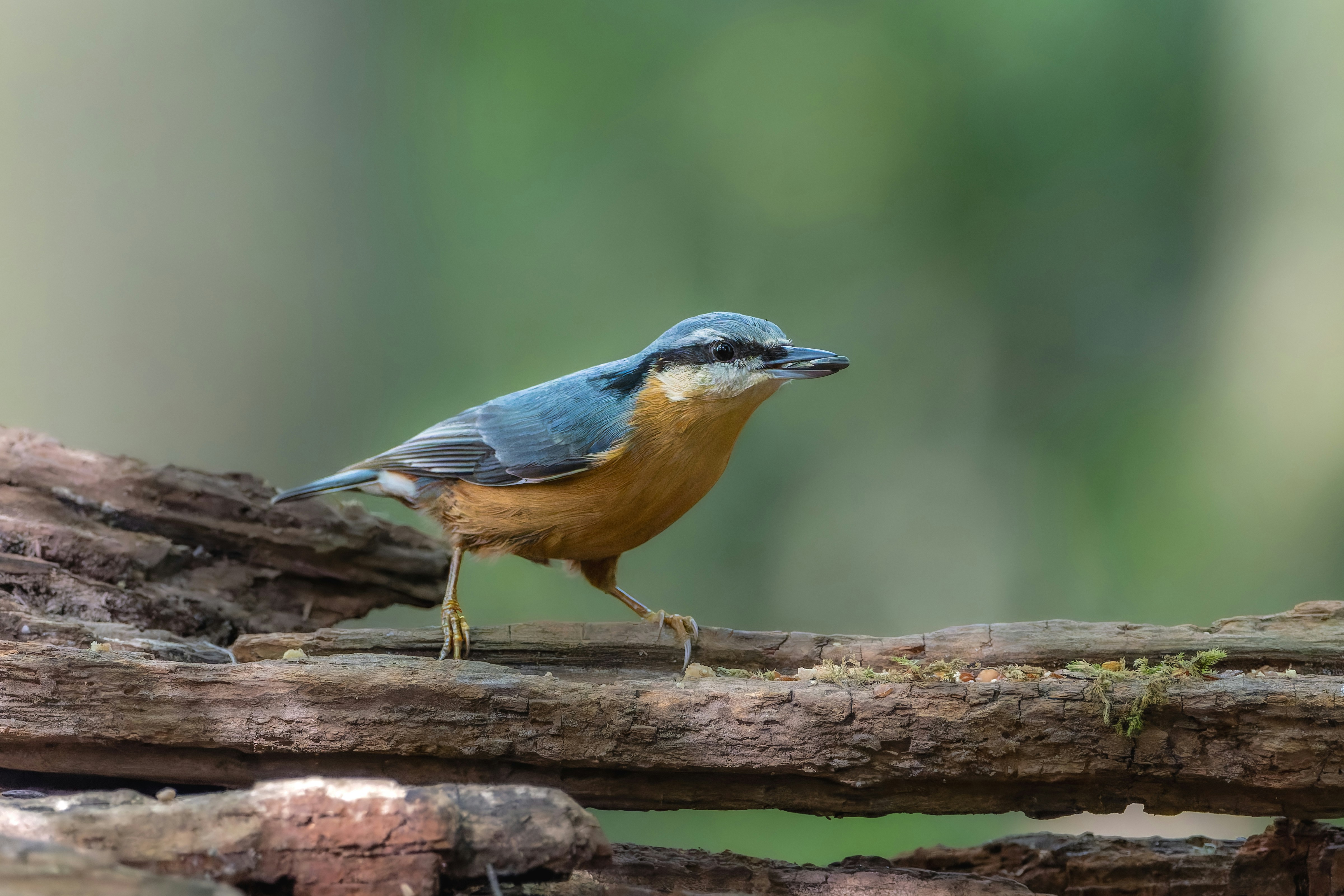 Photo by siegfriedpoepperl