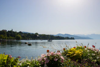 The sun is shining over the water and flowers