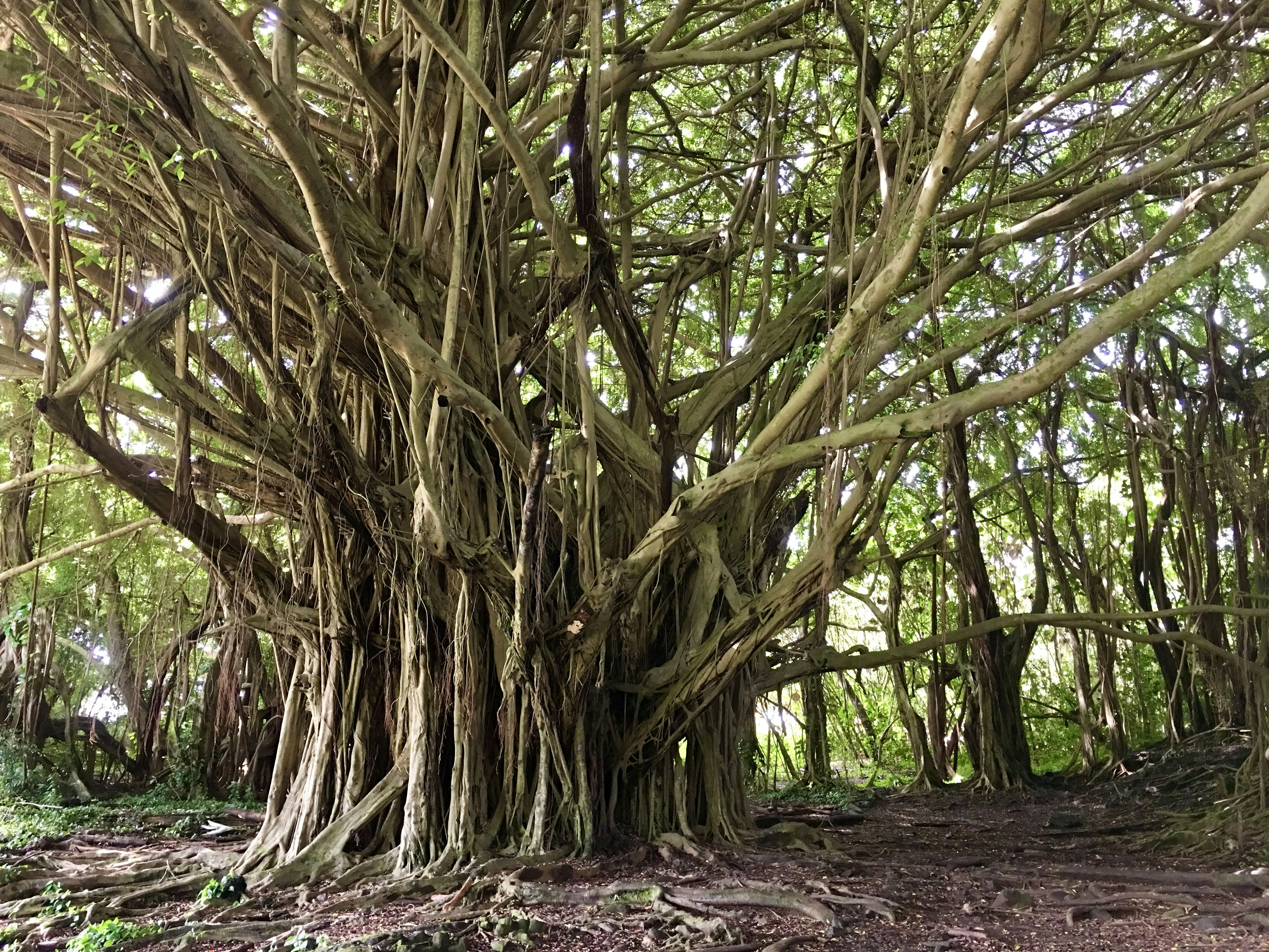 A very large tree in the middle of a forest, 