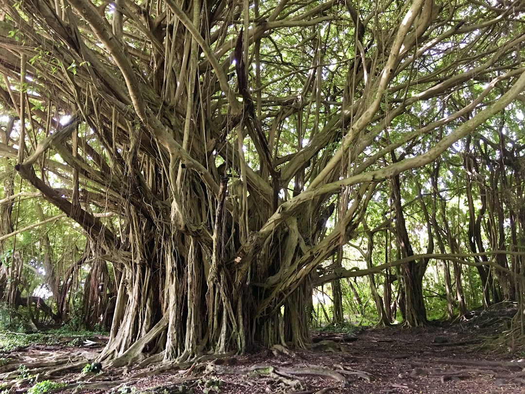 A very large tree in the middle of a forest,