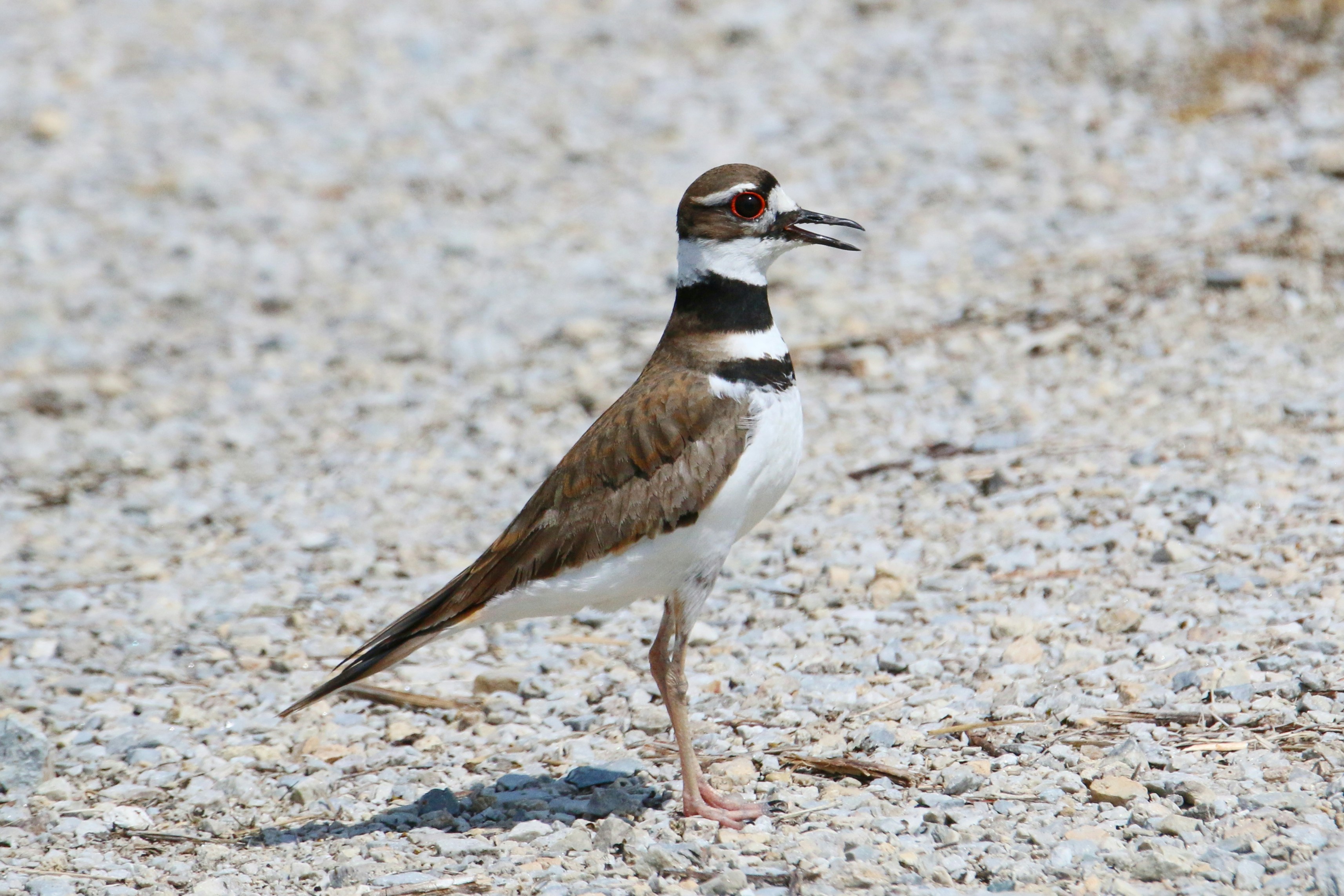 Photo by goldenplover31