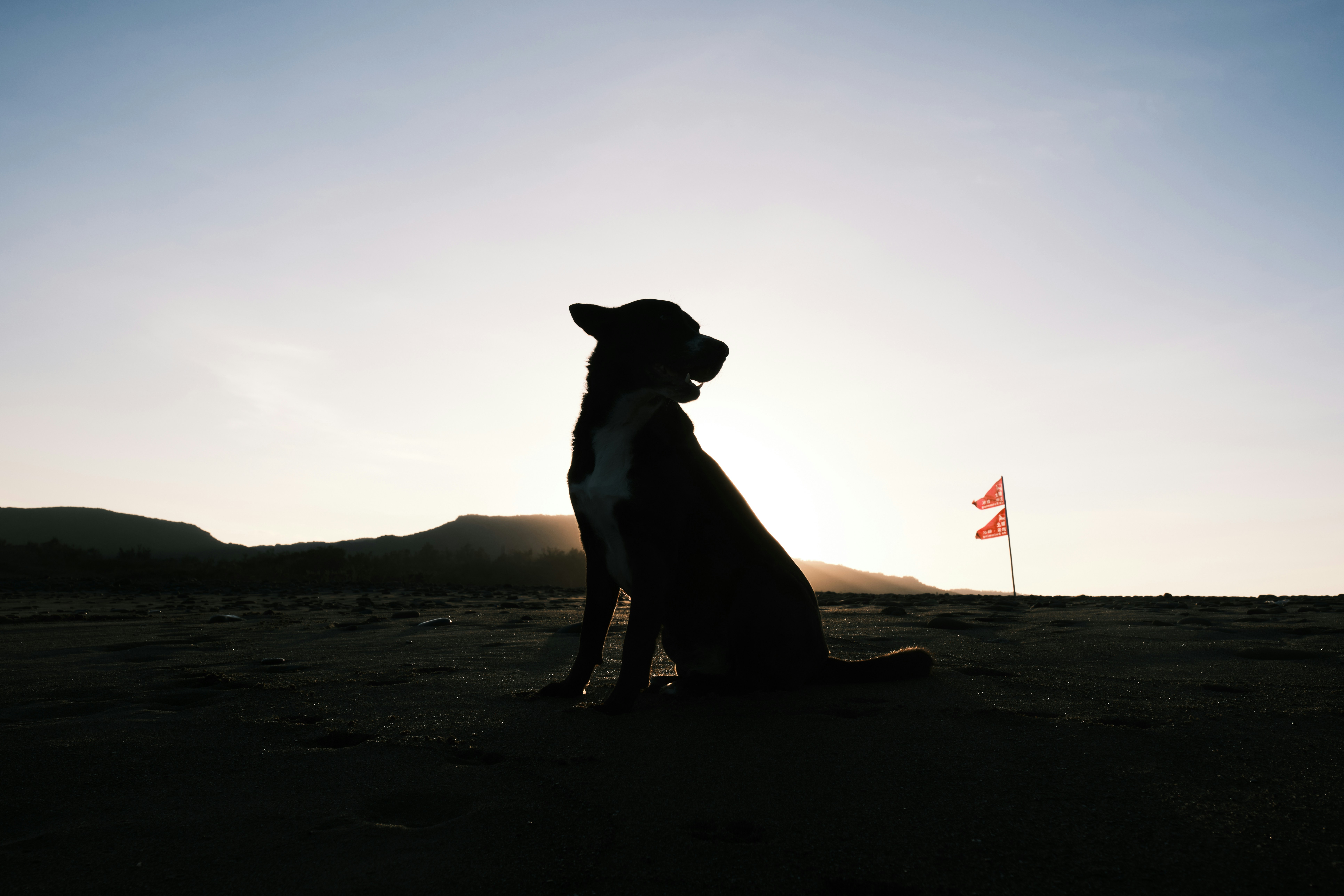 A dog sitting in the middle of a field