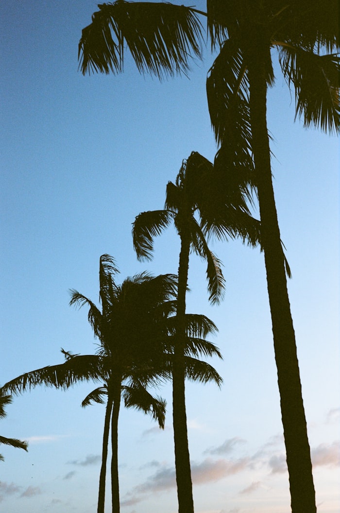 Palm trees bending in strong tropical wind