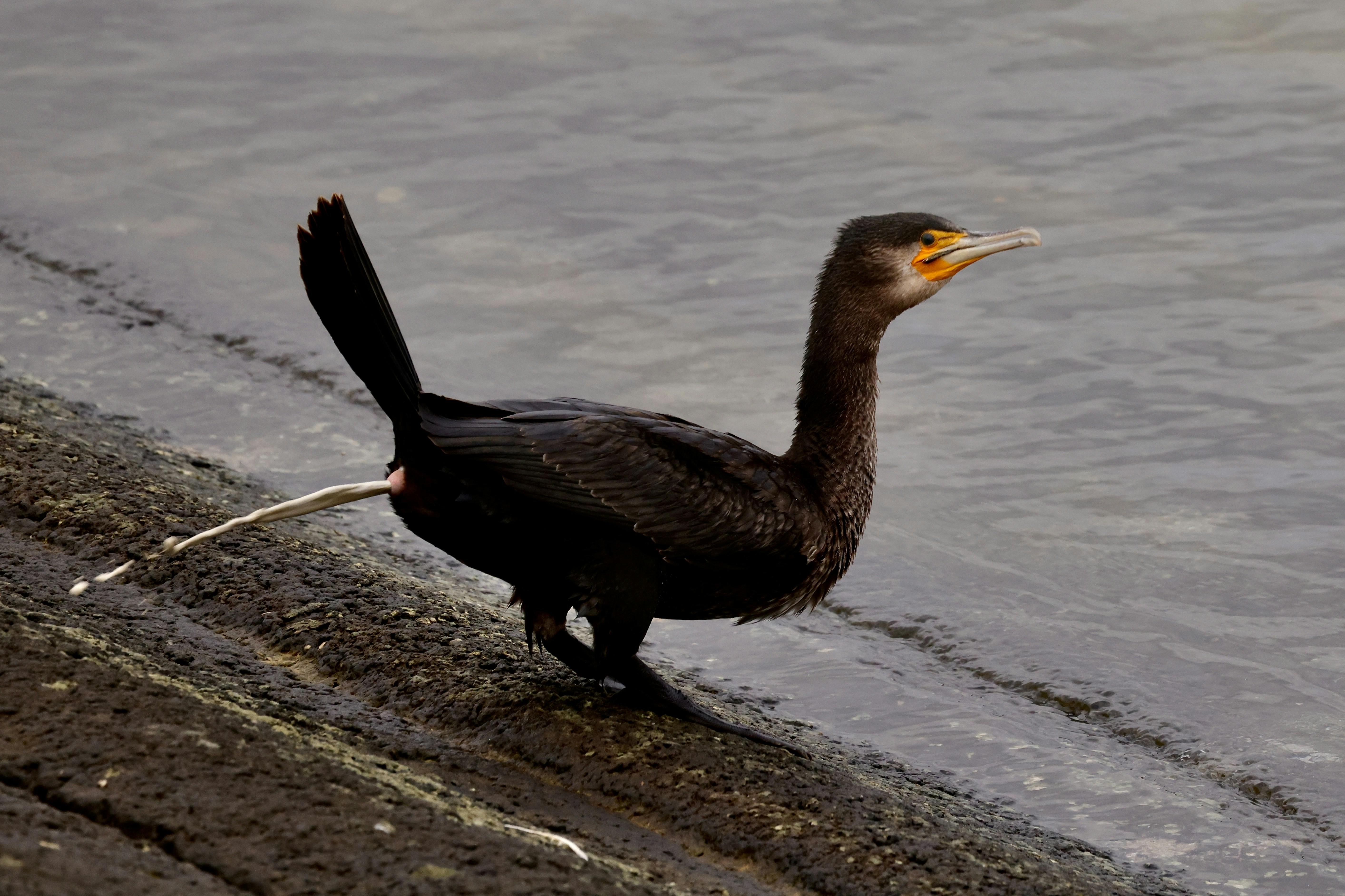 水辺に立つ鳥の写真 – Unsplashの動物の無料画像