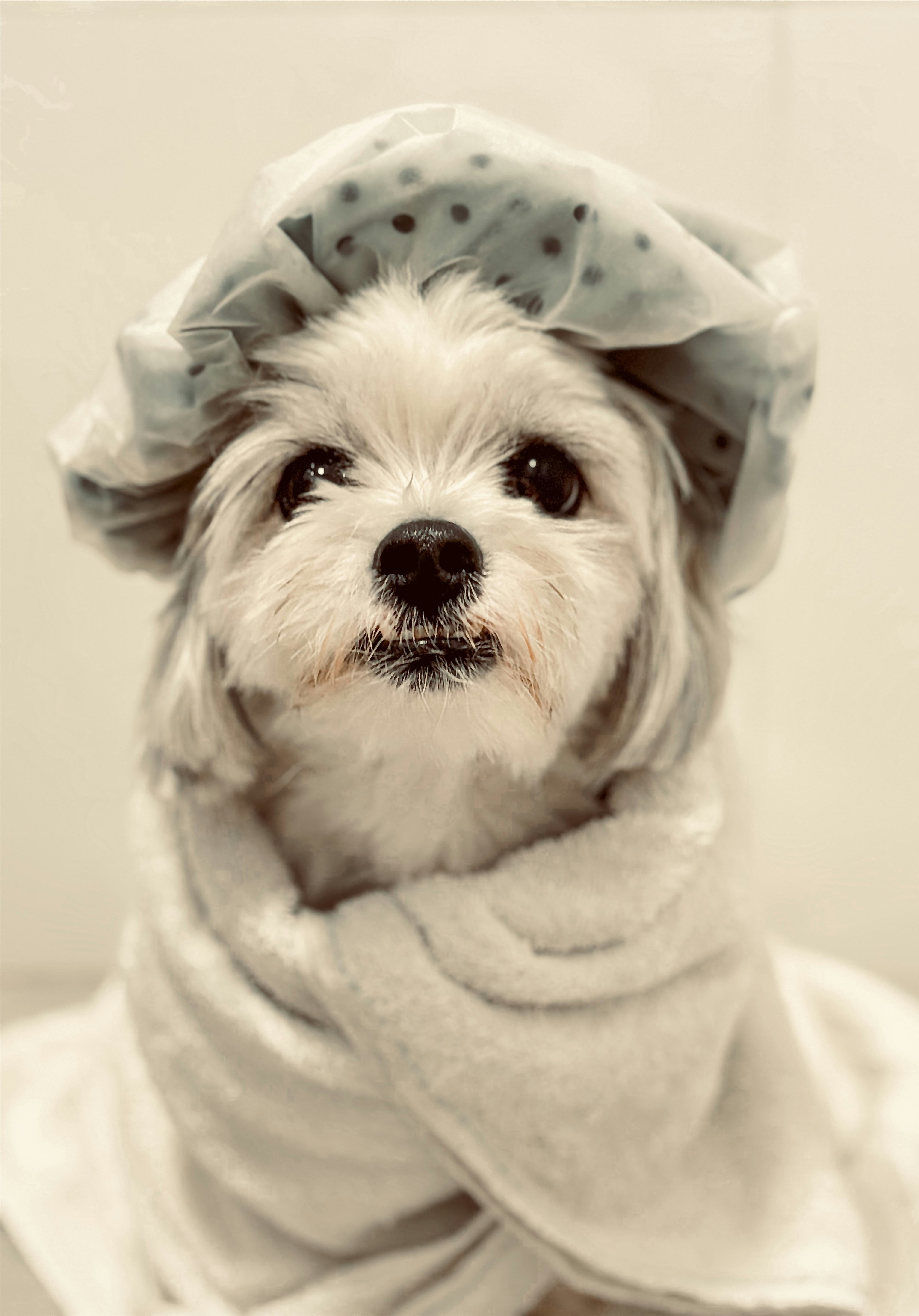 dog spa treatment