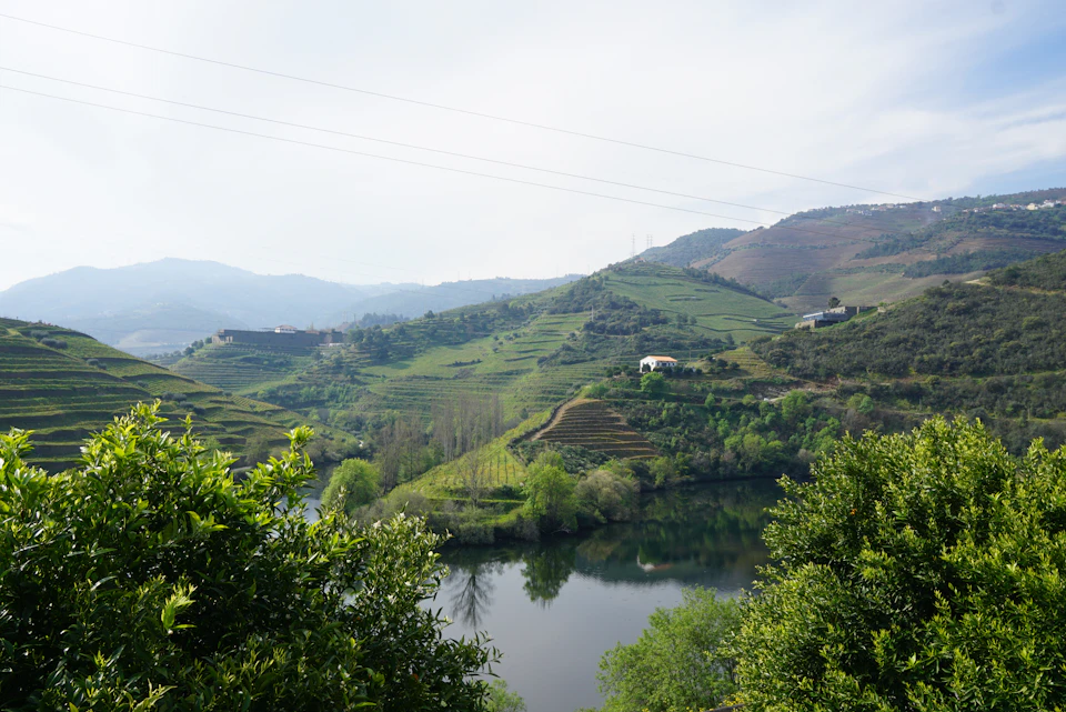 Lakeside vineyard landscape