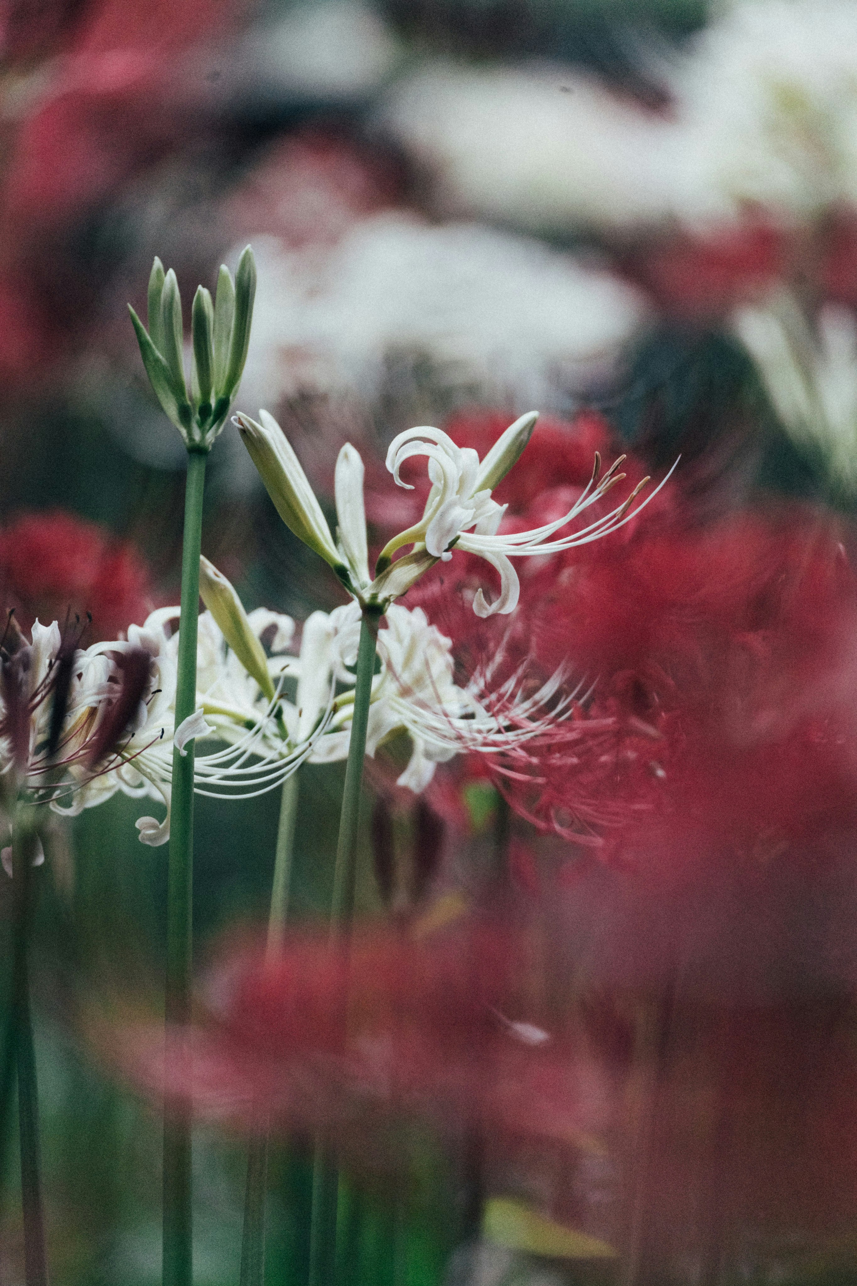 Photo by tsuyoshikozu