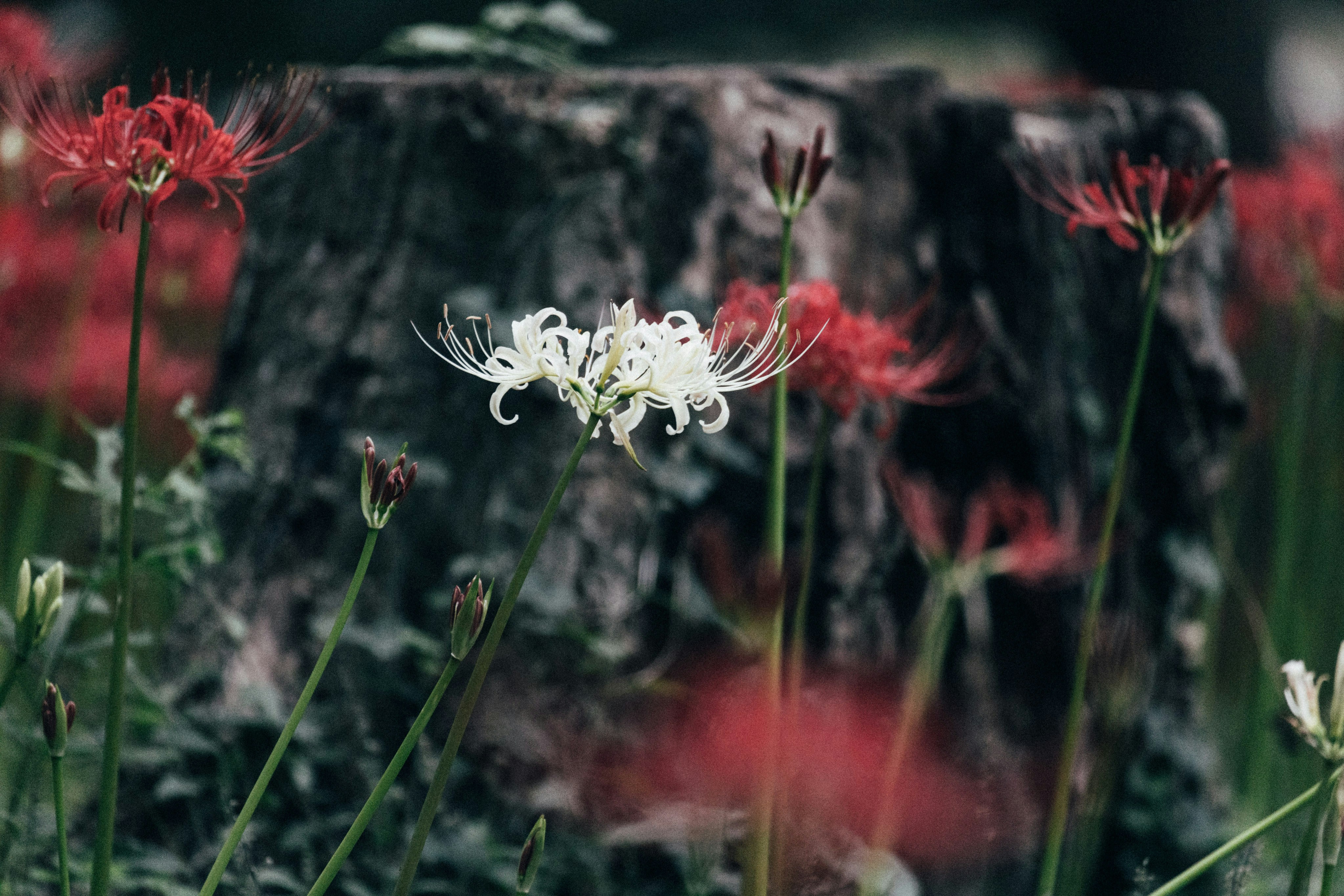 Photo by tsuyoshikozu