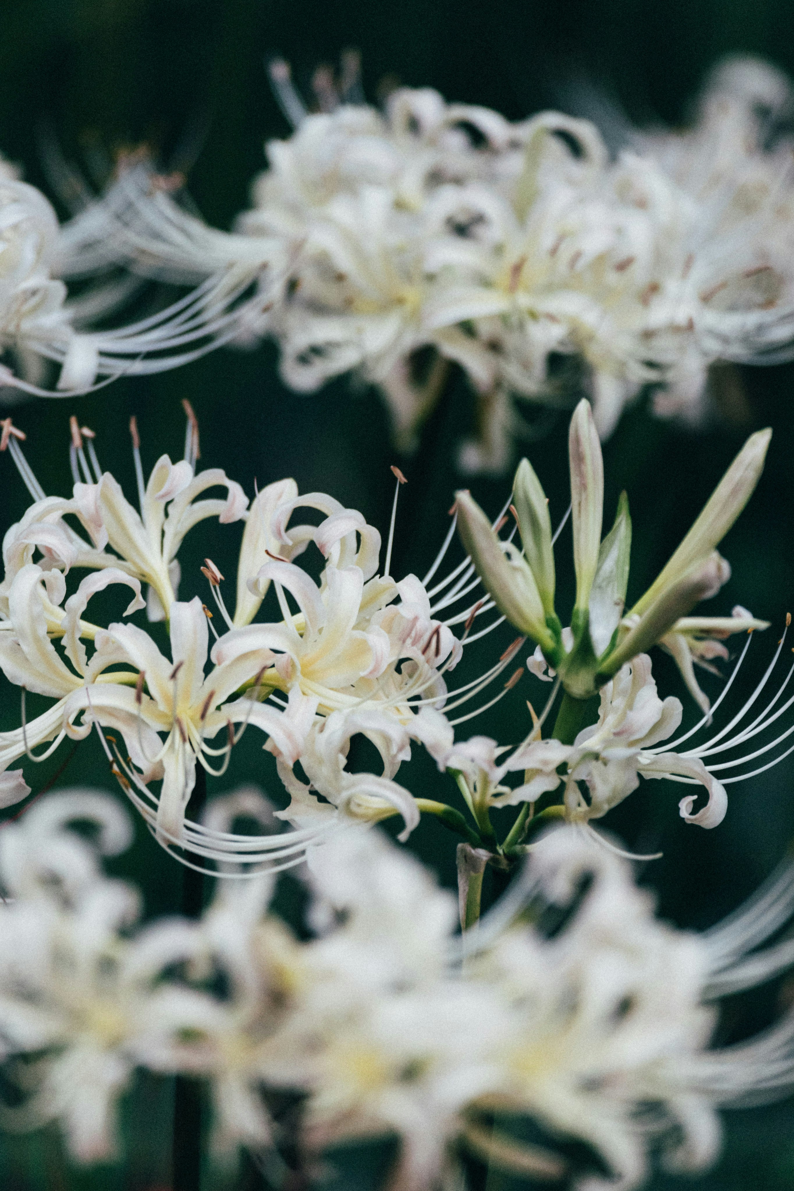 Photo by tsuyoshikozu