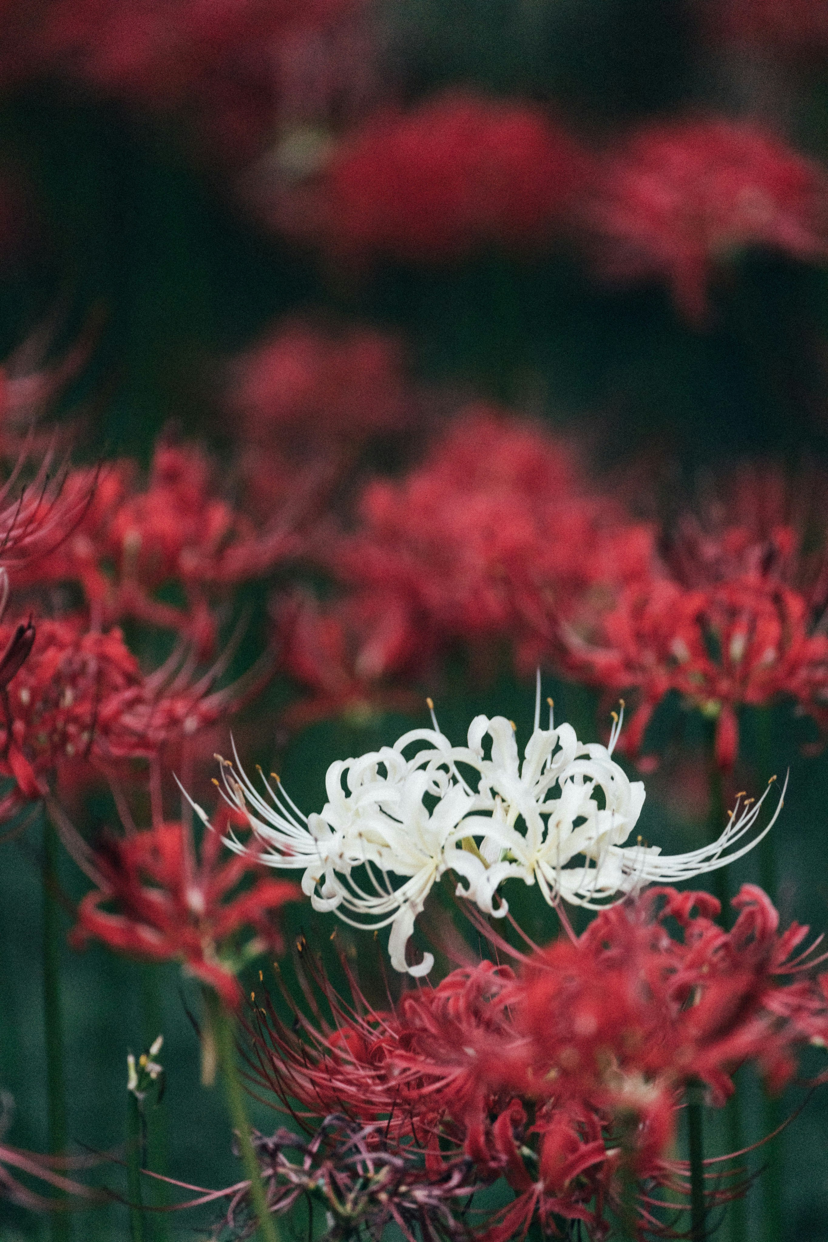 Photo by tsuyoshikozu