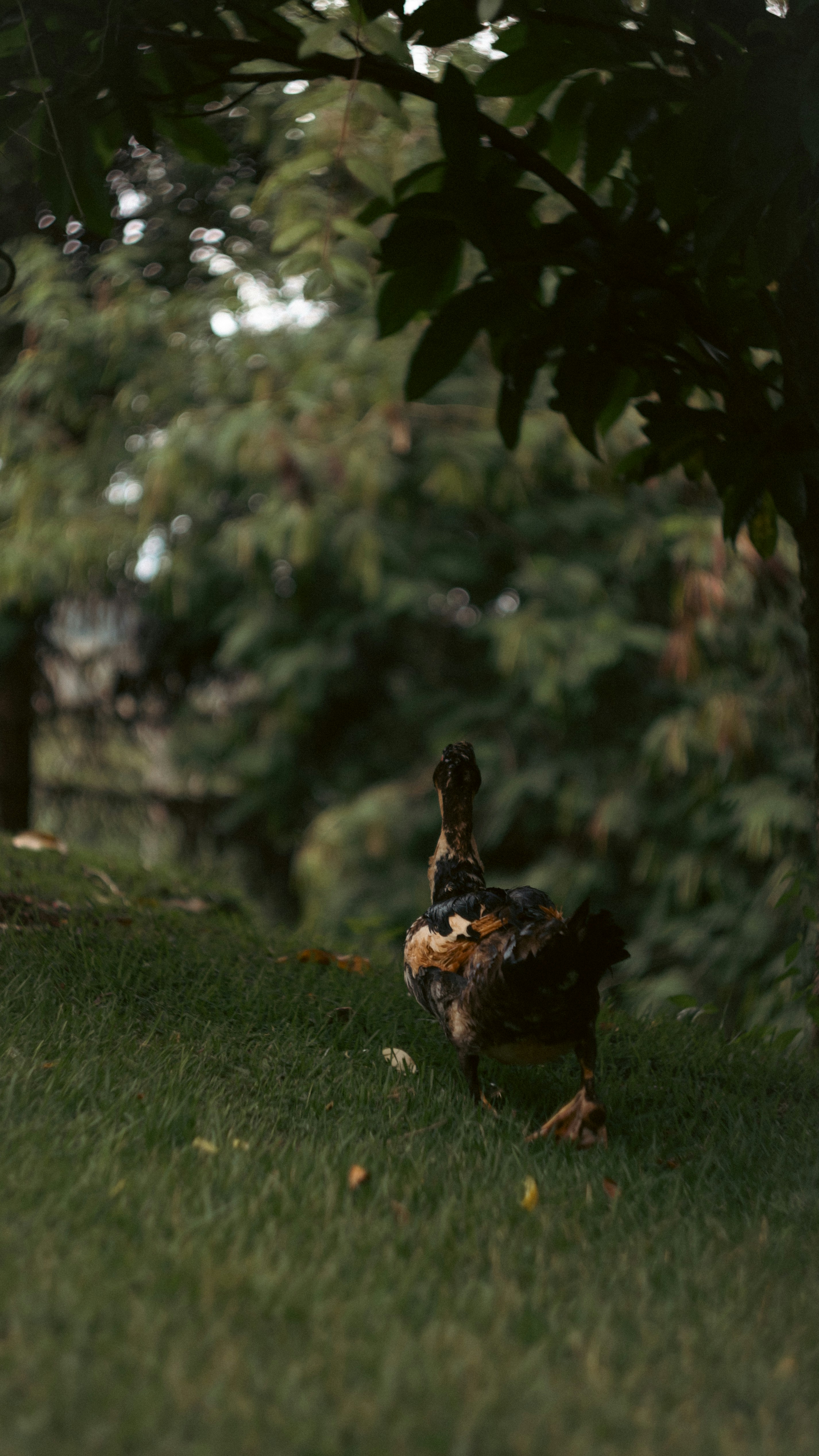 Photo by lucasdalamartaphoto