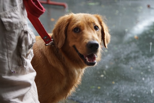 A brown dog standing next to a person holding an umbrella