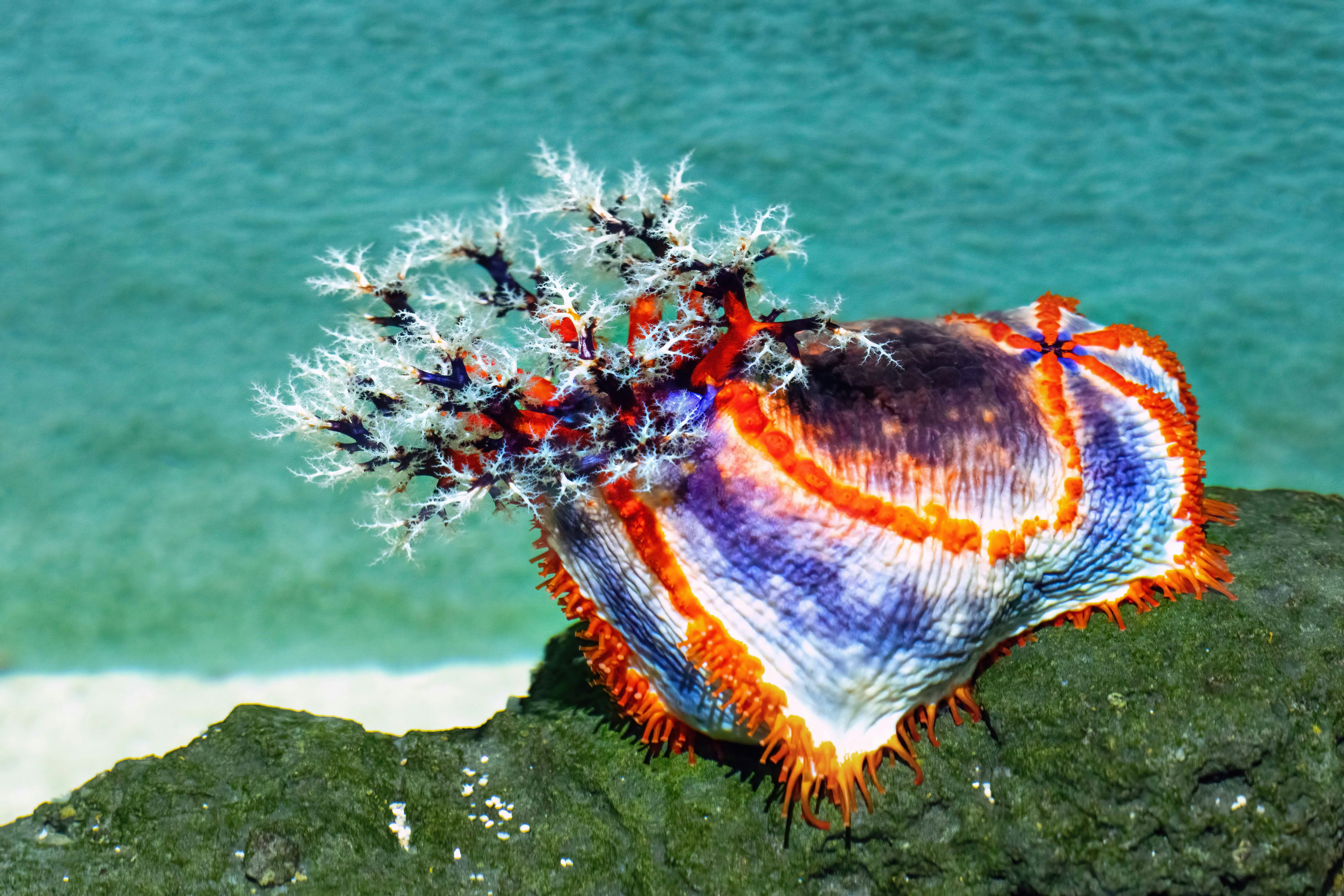 A sea urchin on a rock near the ocean