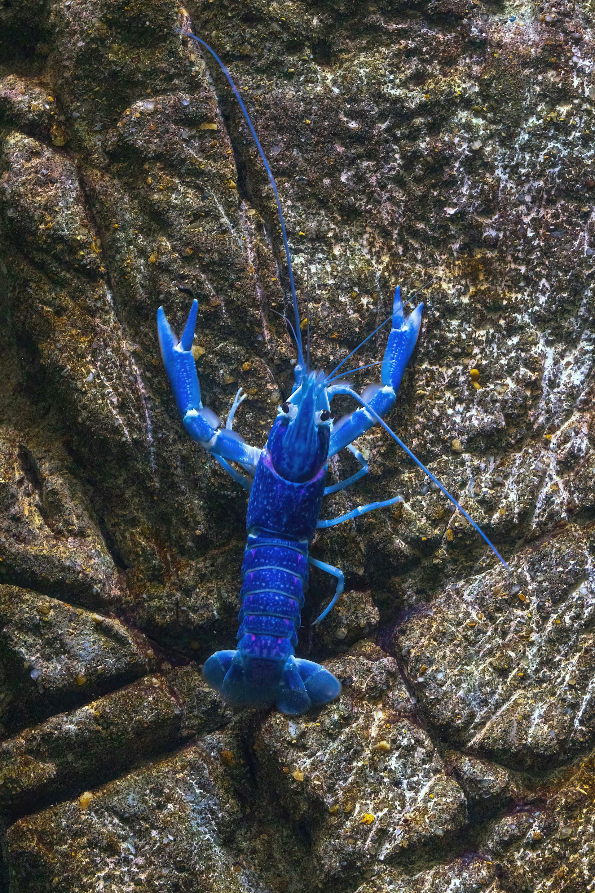 A blue lobster sitting on top of a rock
