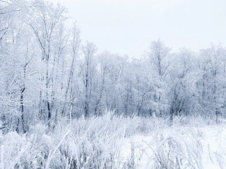 A snow covered field with trees in the background