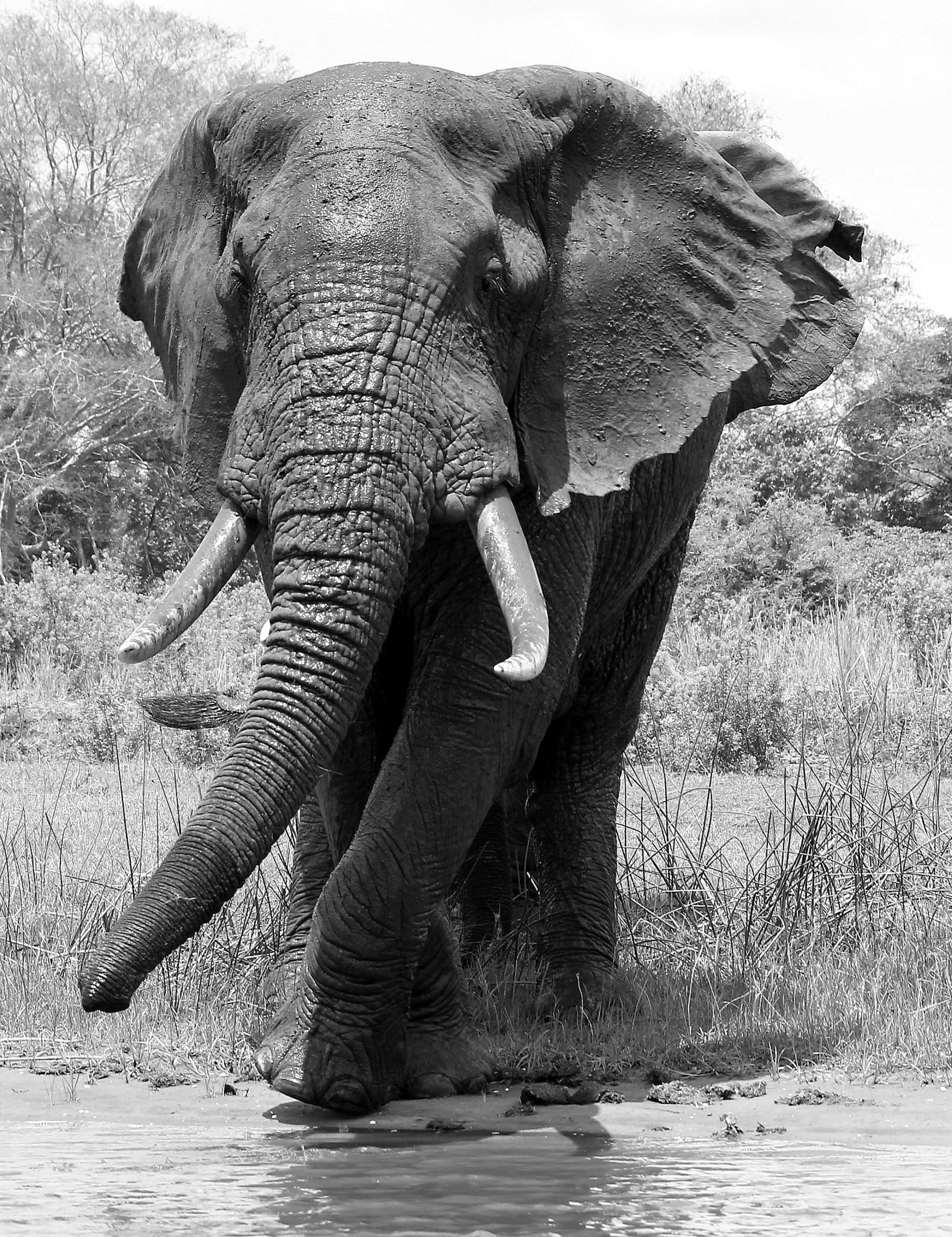 An elephant standing in a body of water