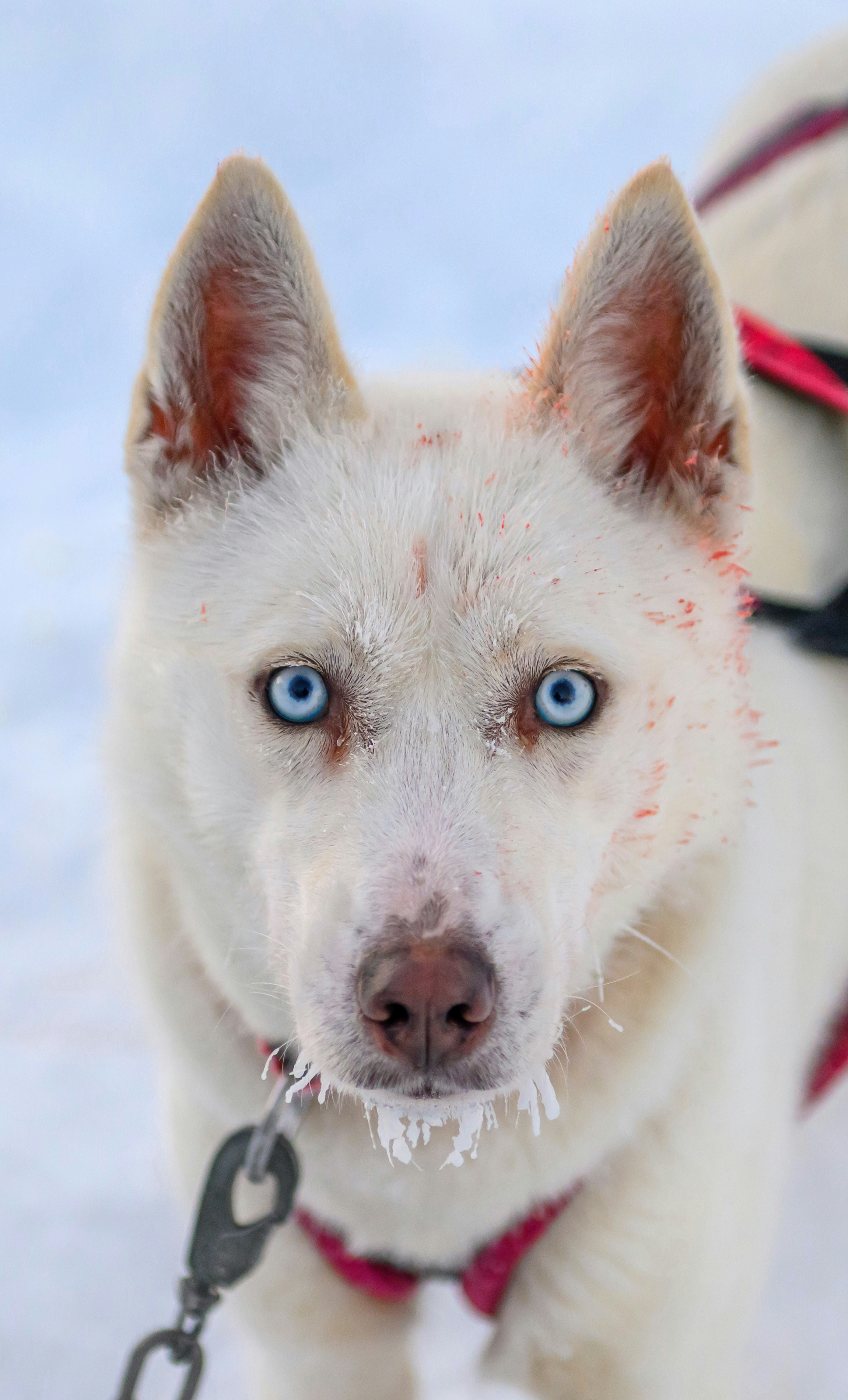 A white dog with blue eyes standing in the snow