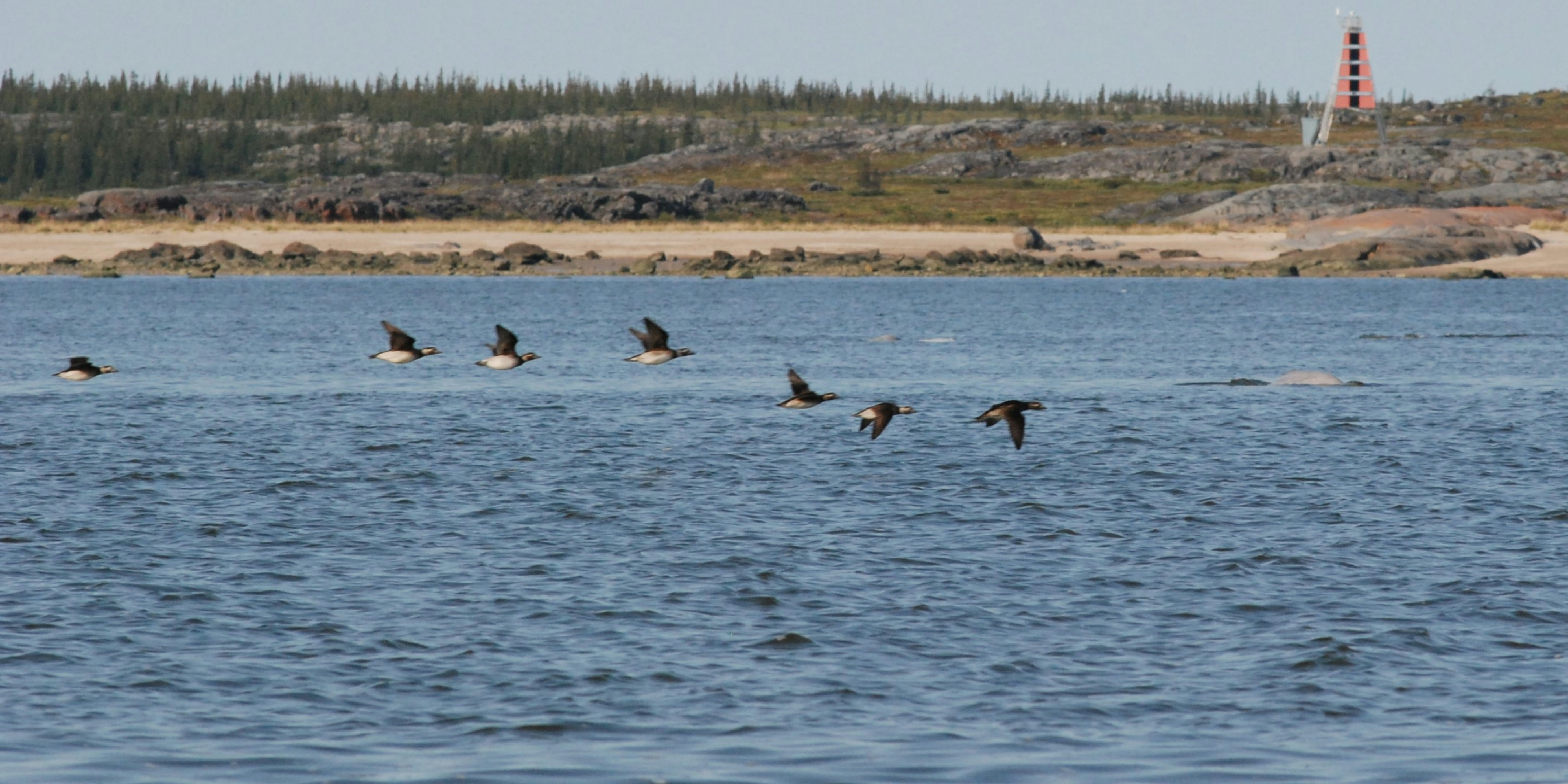 Une volée d’oiseaux survolant une grande étendue d’eau