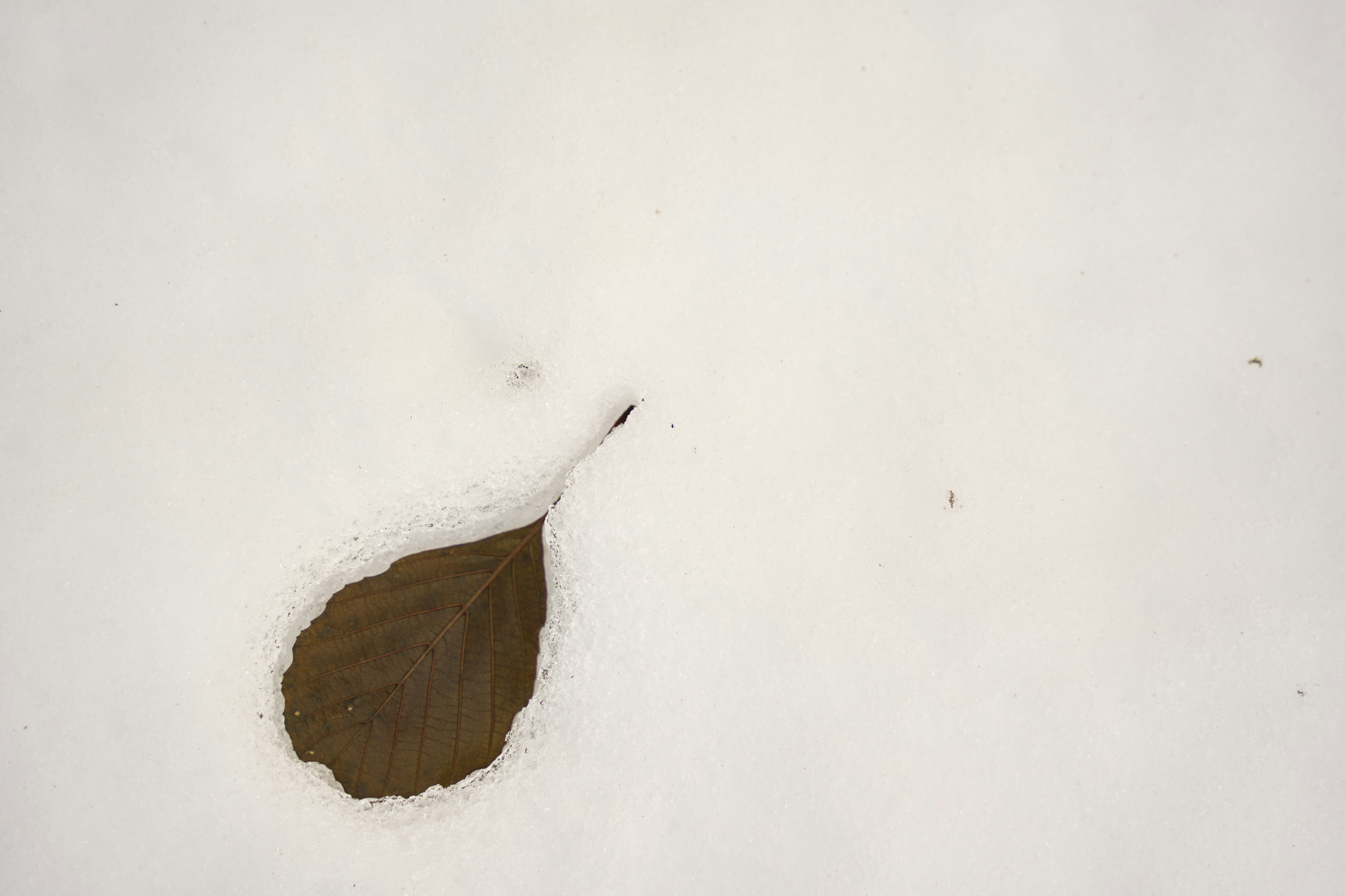 Photo by wolfgang_hasselmann