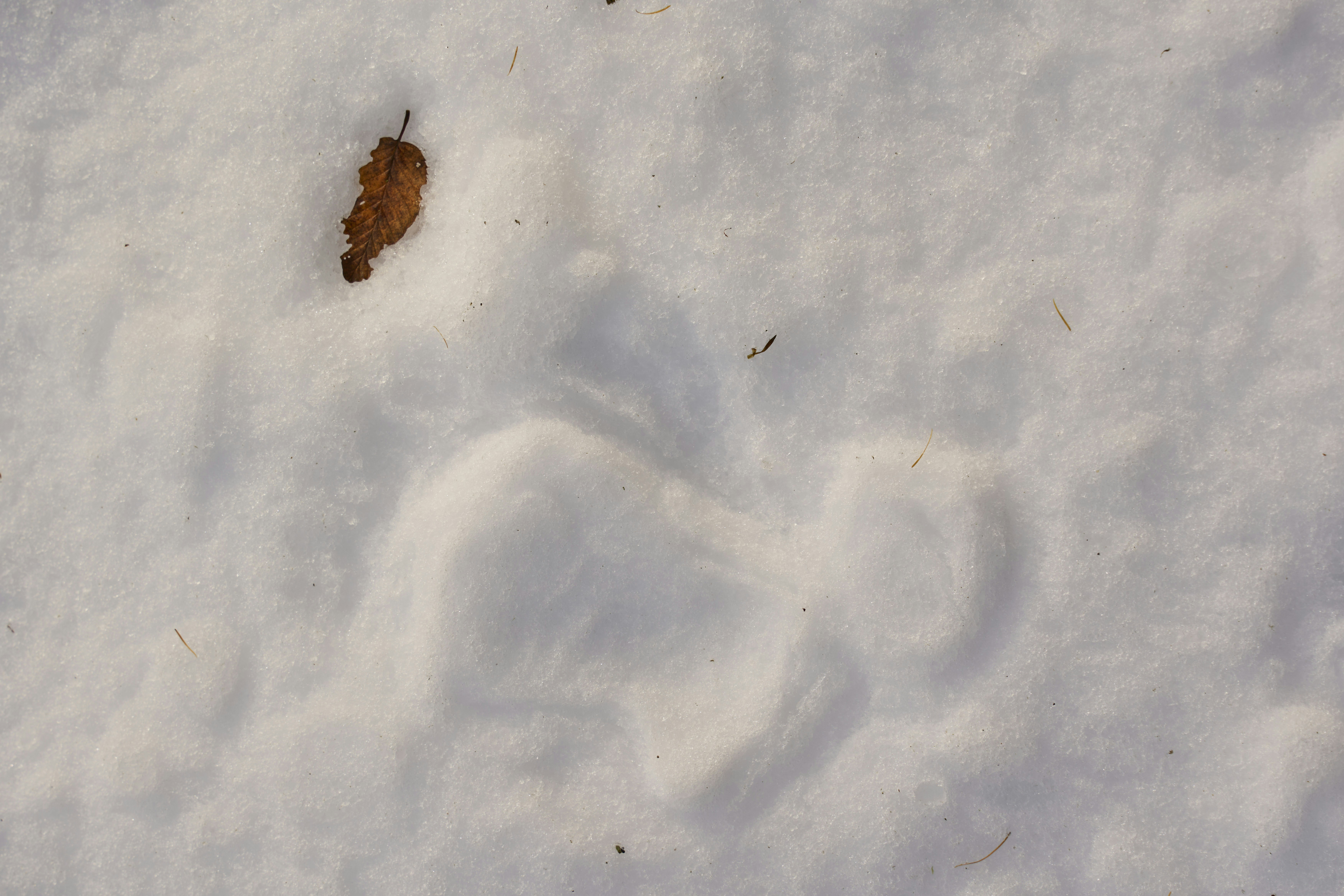 Photo by wolfgang_hasselmann