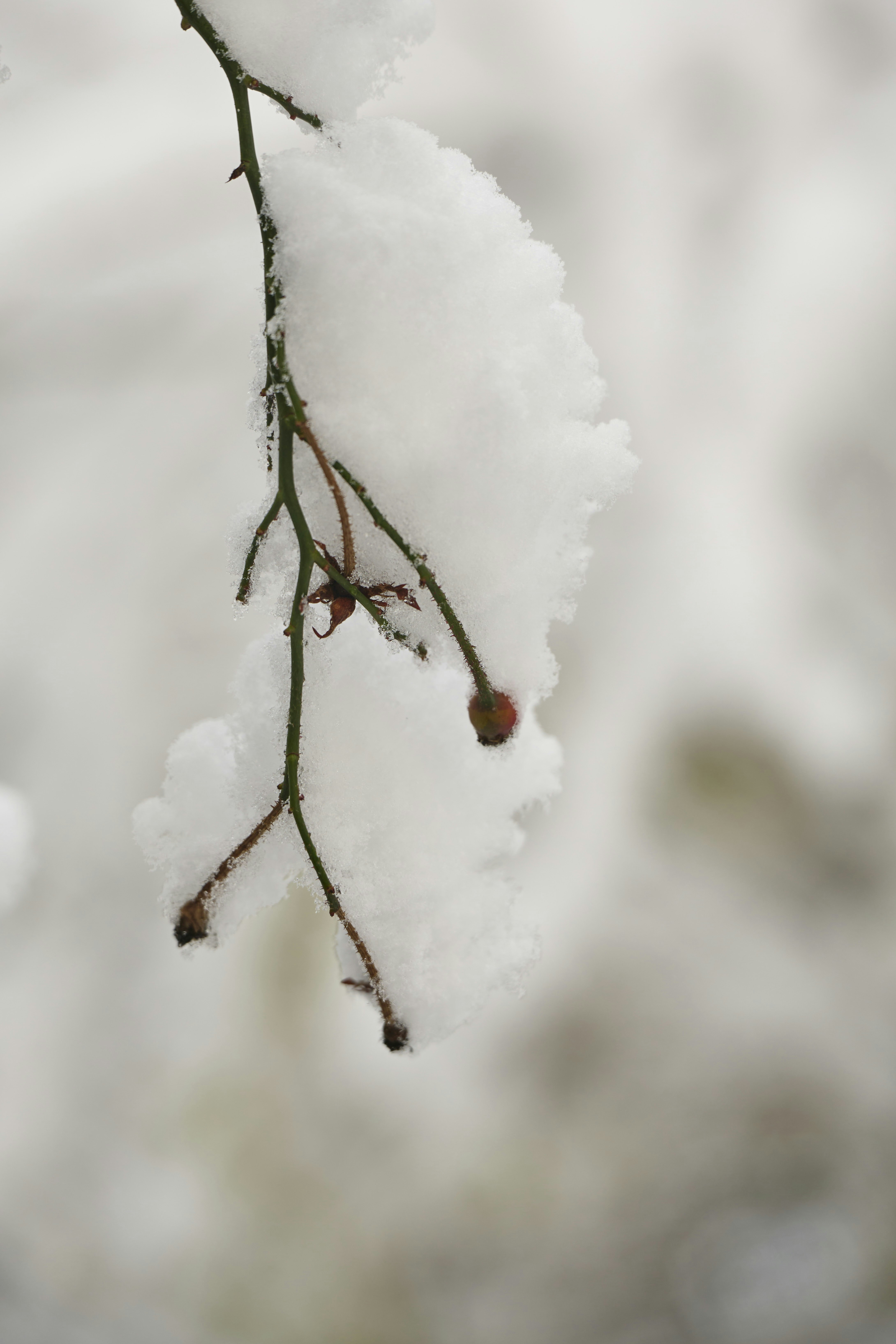 Photo by wolfgang_hasselmann