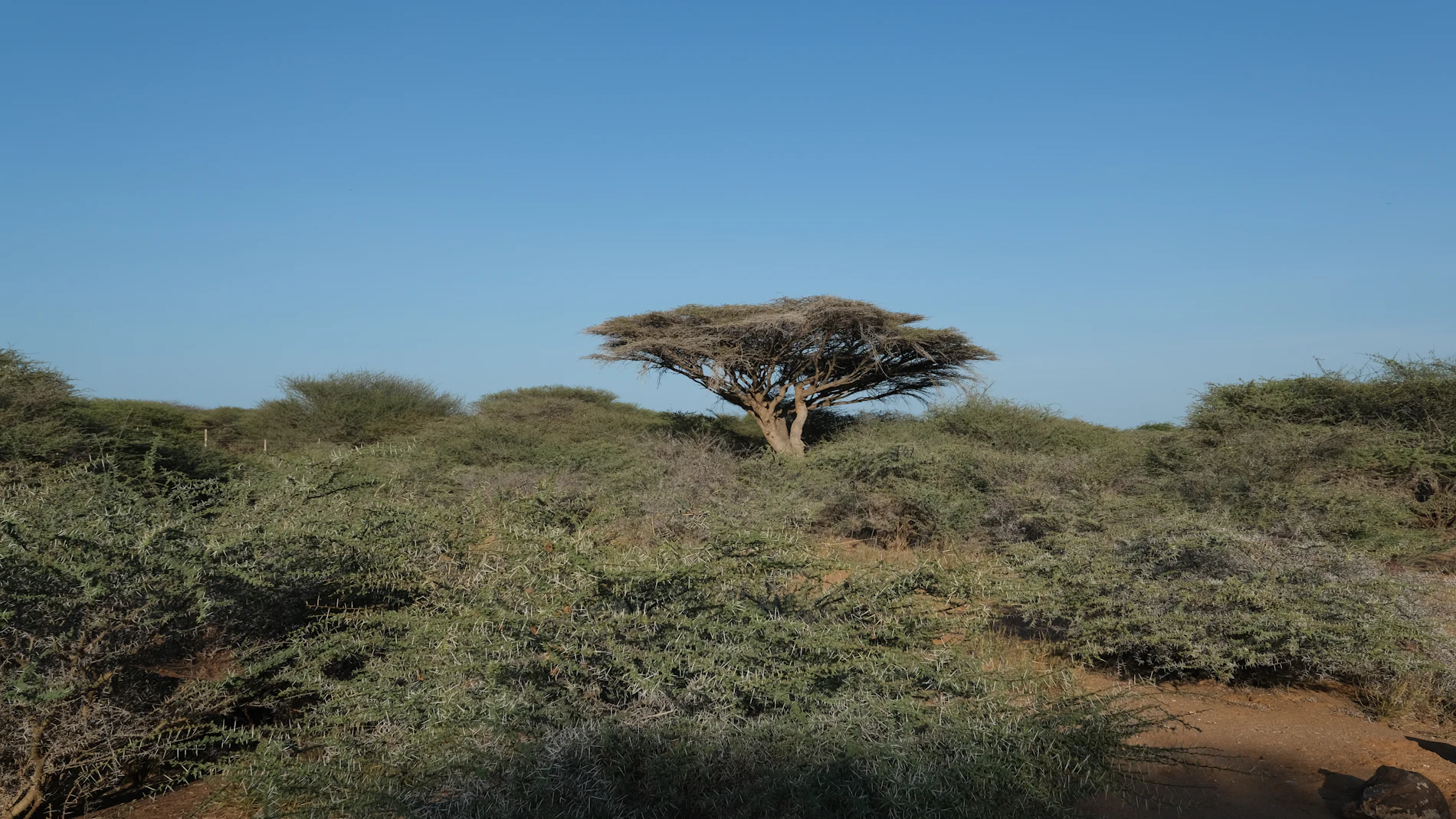 A lone acacia on the plain