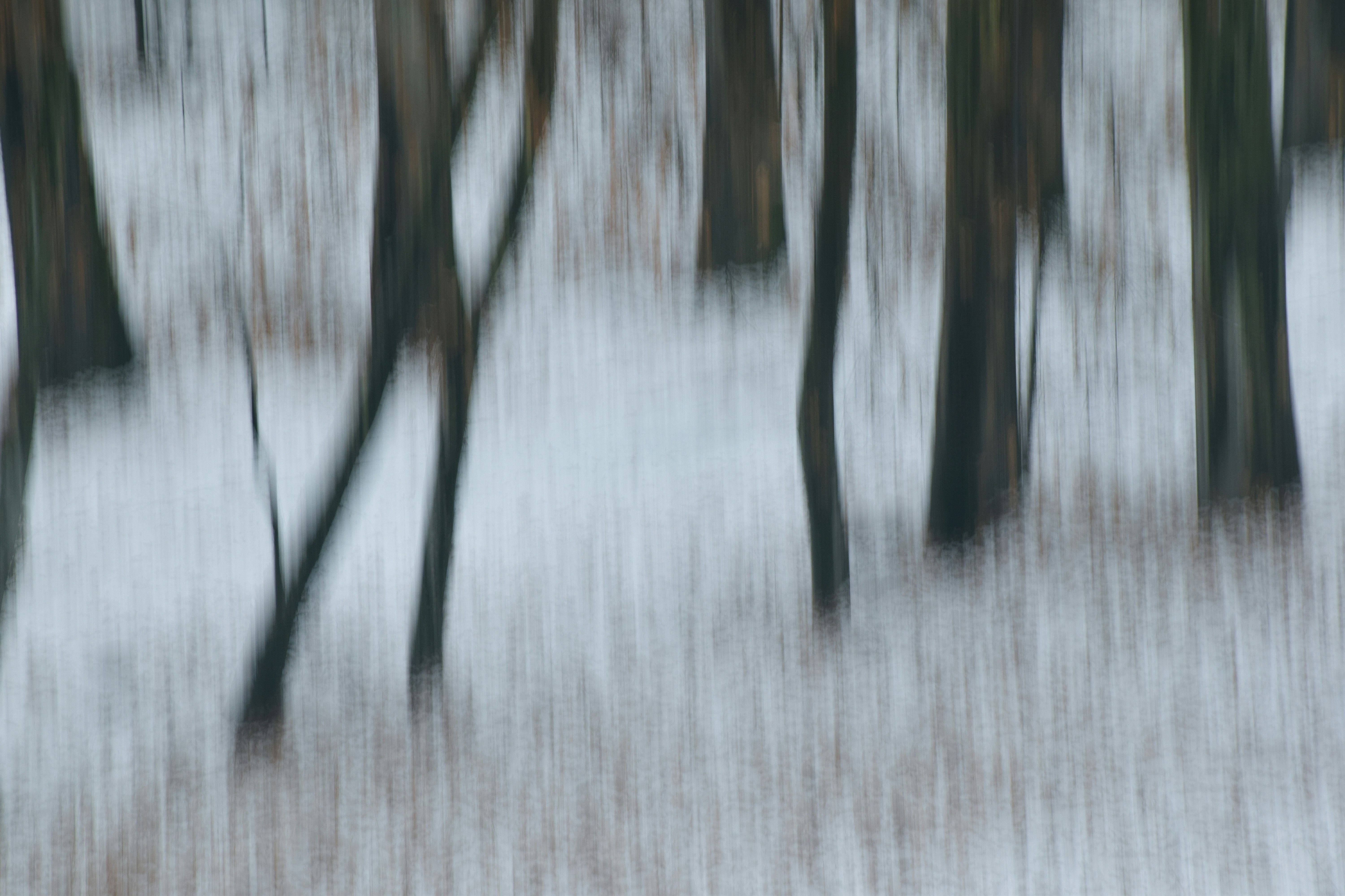 A blurry photo of trees in the snow