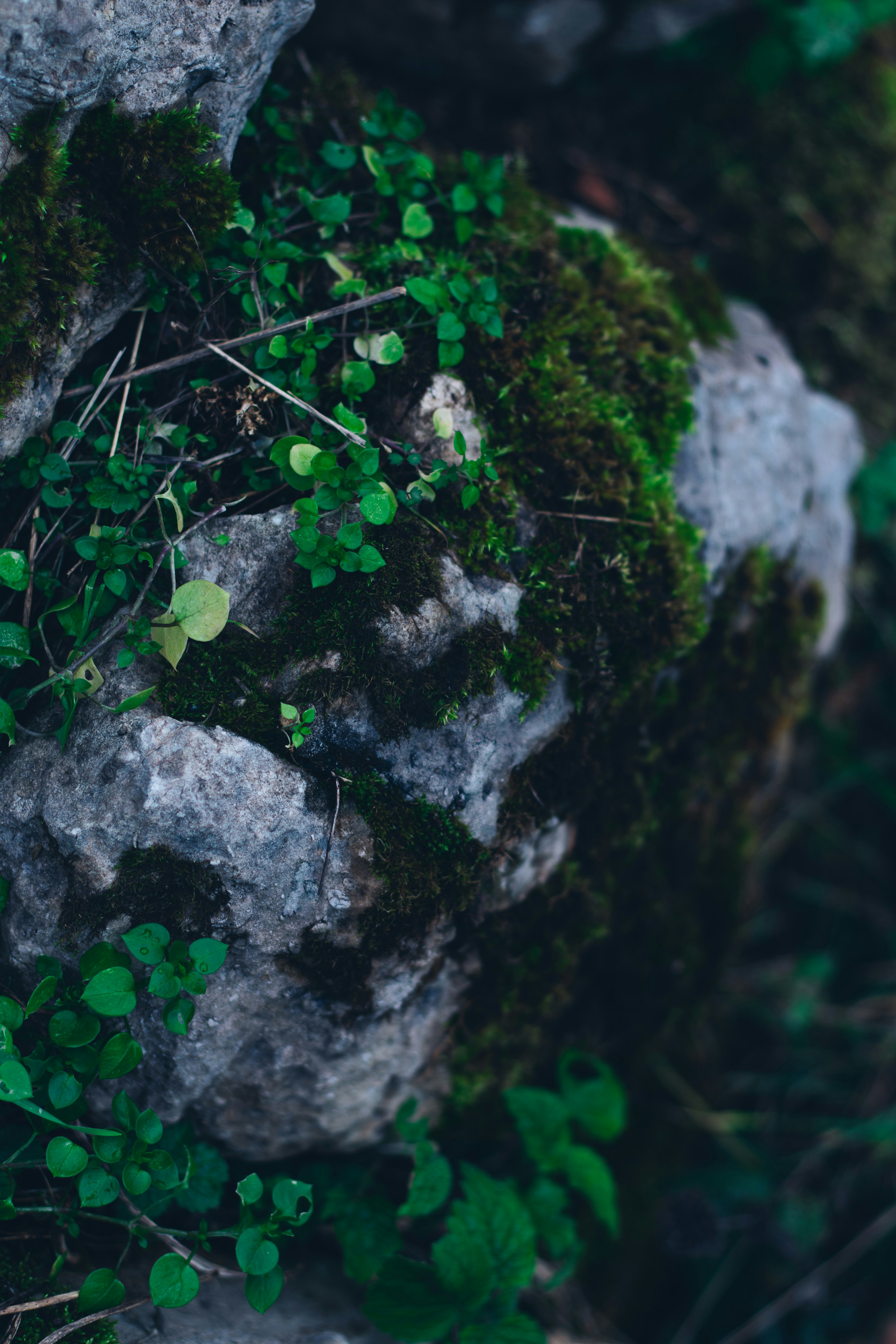 A rock with green plants growing on it