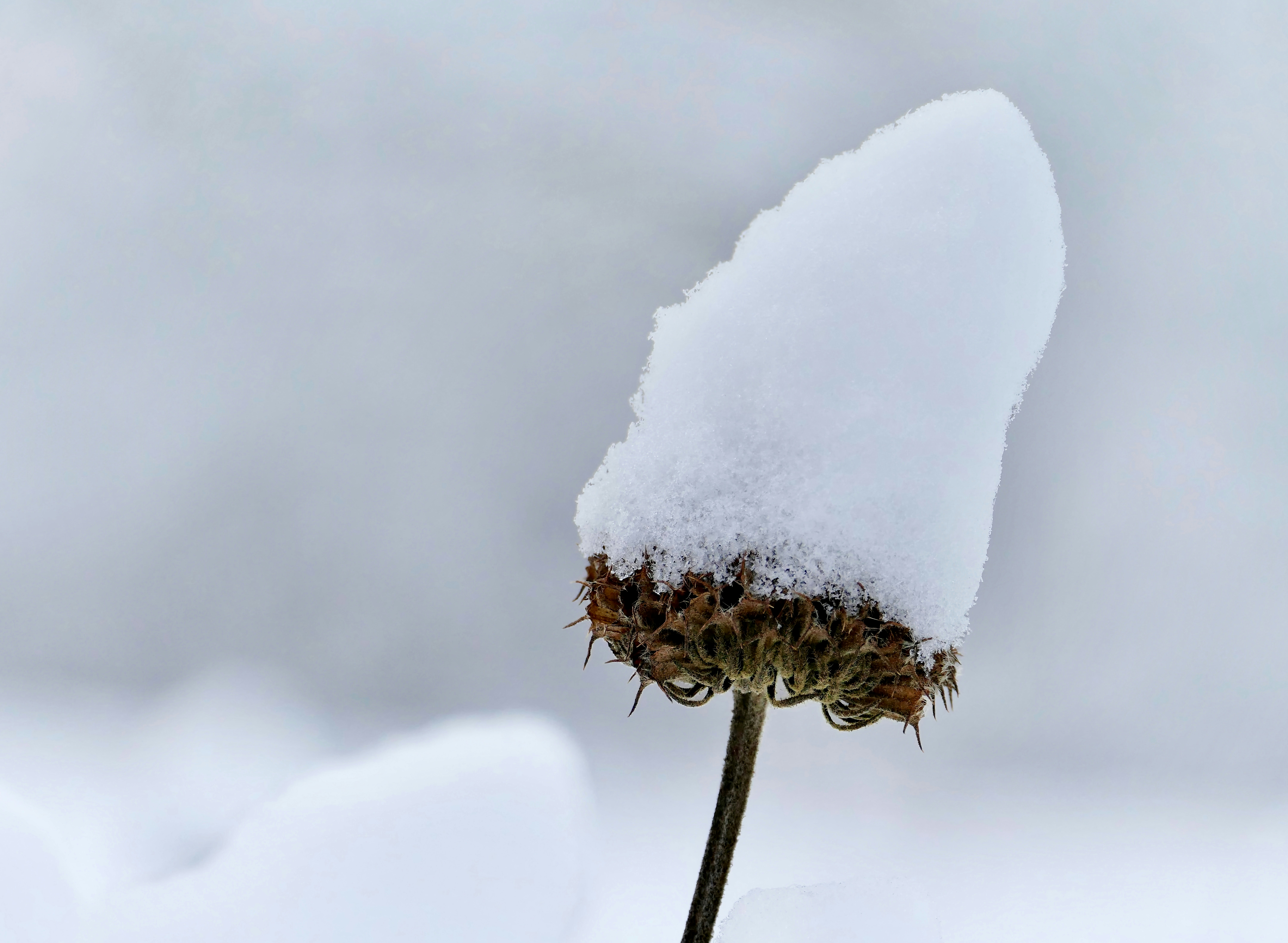 Eine schneebedeckte Blume an einem verschneiten Tag