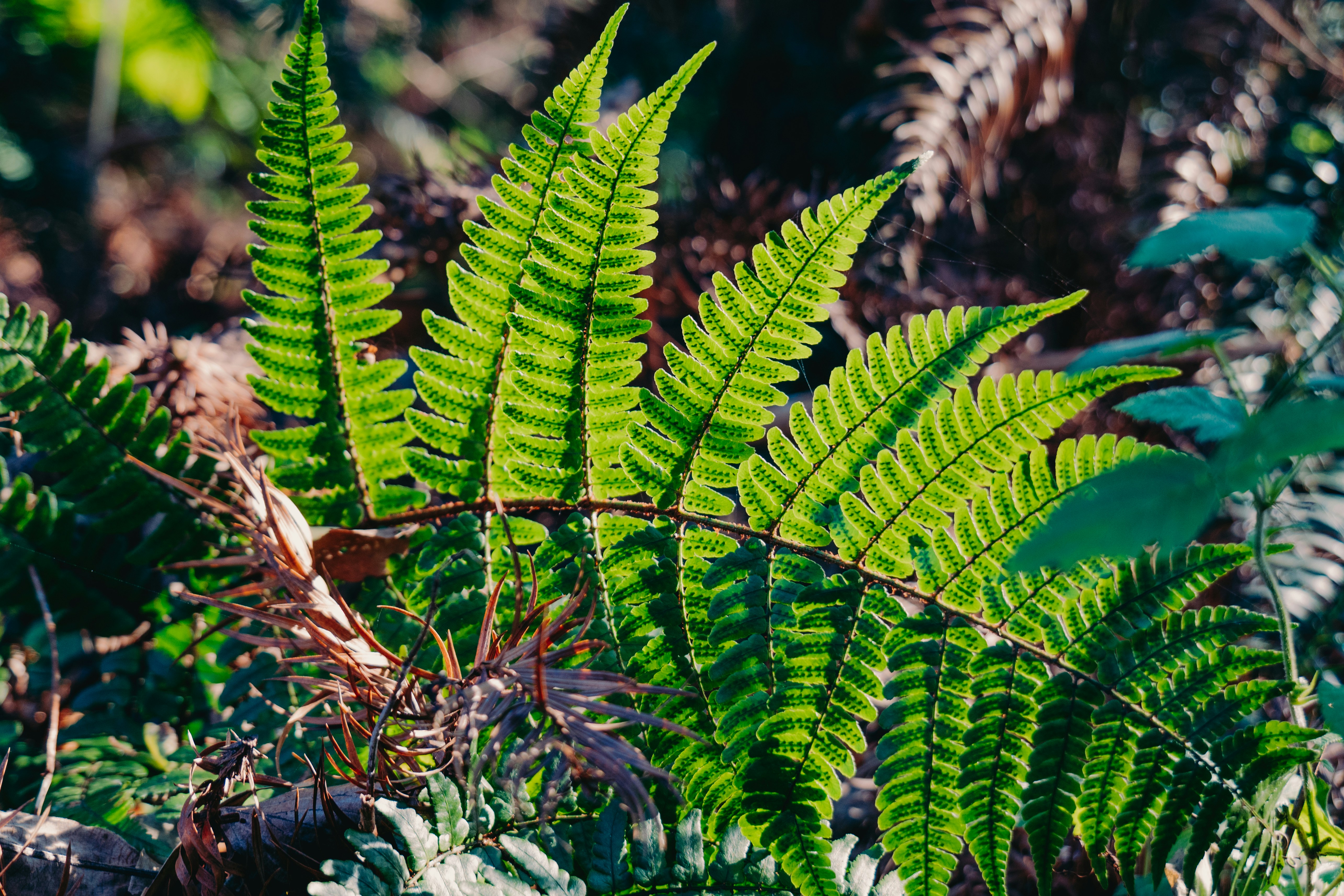 Photo by aasing_gwok