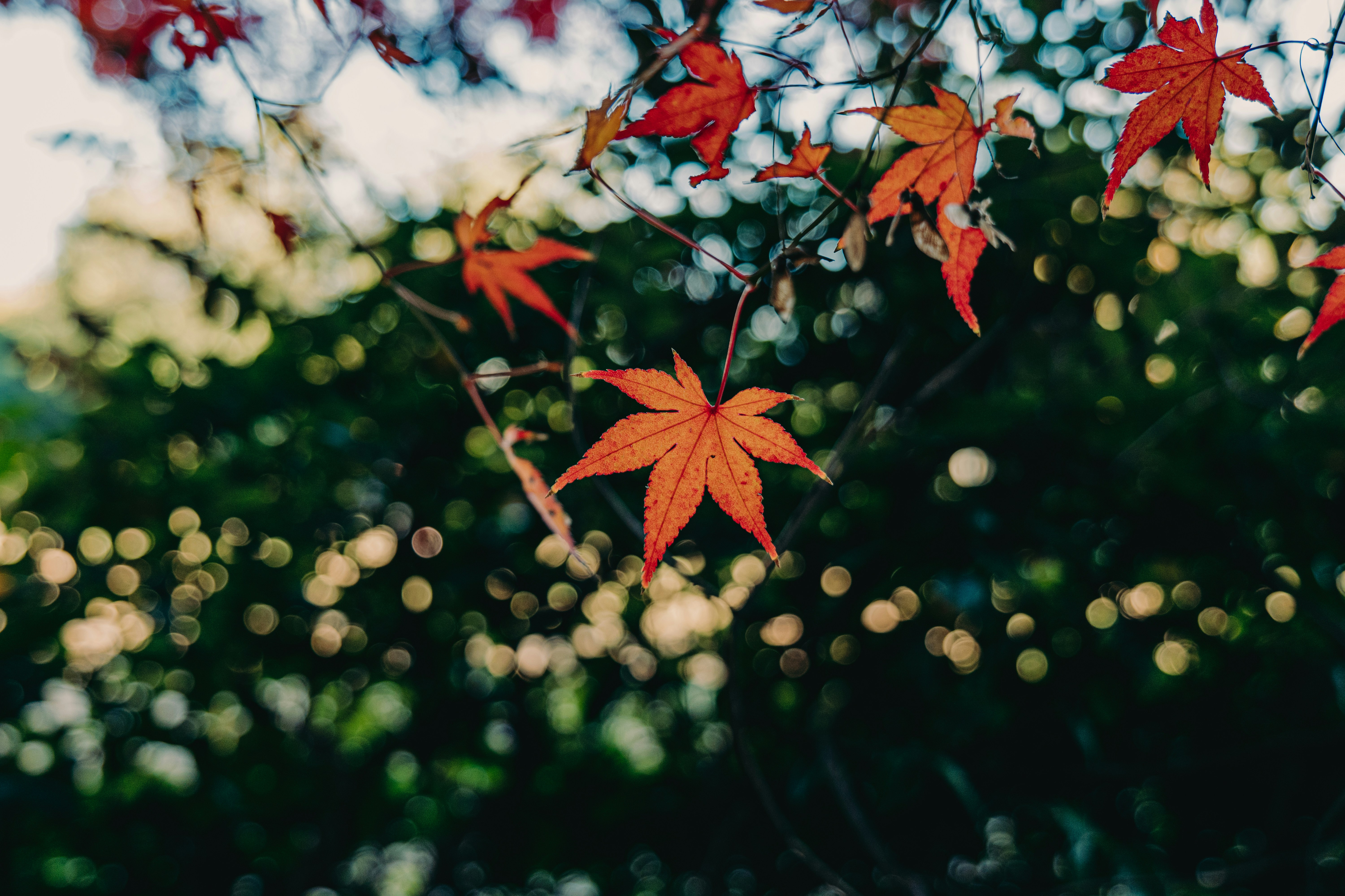 Photo by aasing_gwok