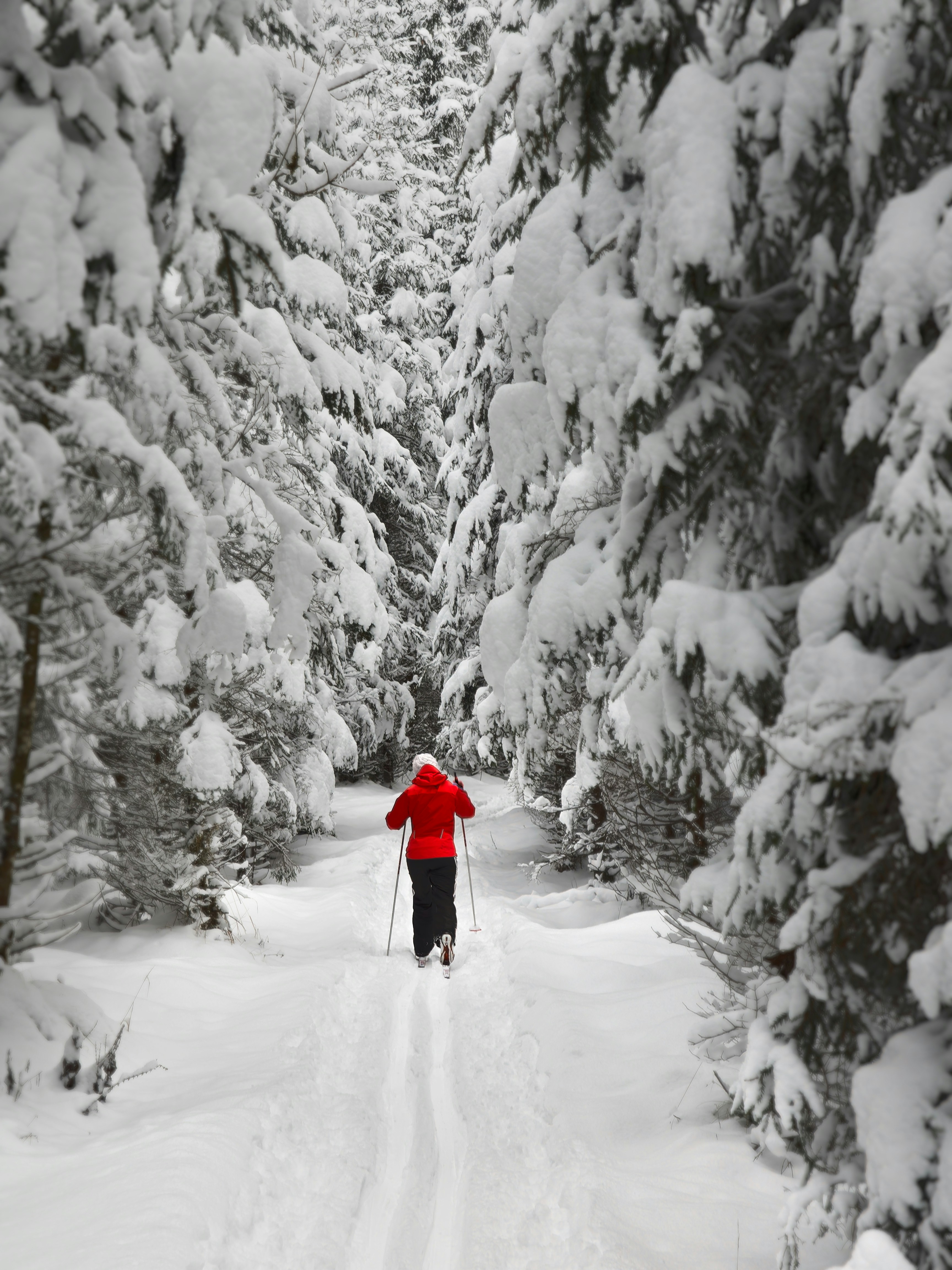 A person cross country skiing through a snowy forest