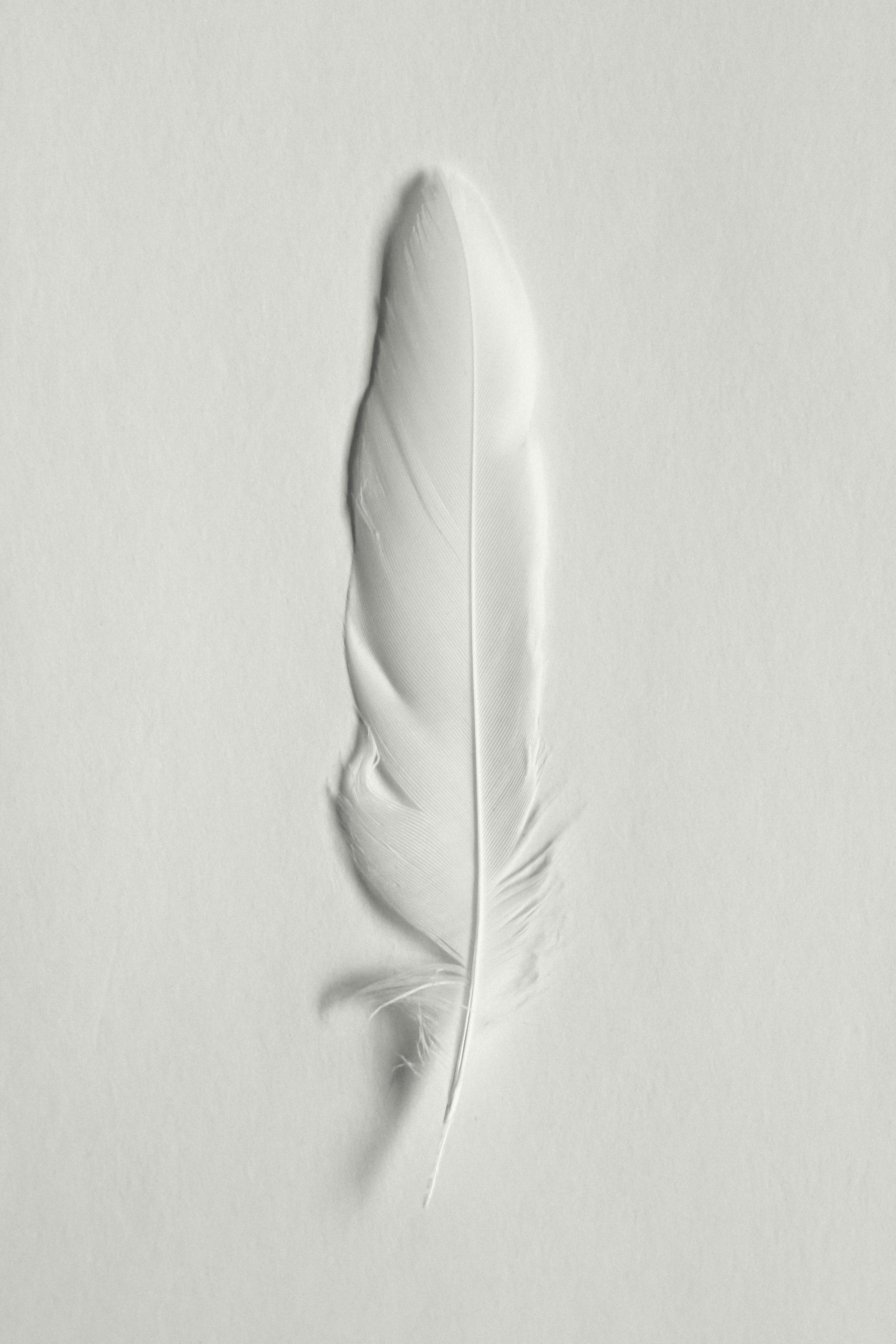 A white feather floating on top of a white surface photo – Free Image on  Unsplash, image size:3000x4500