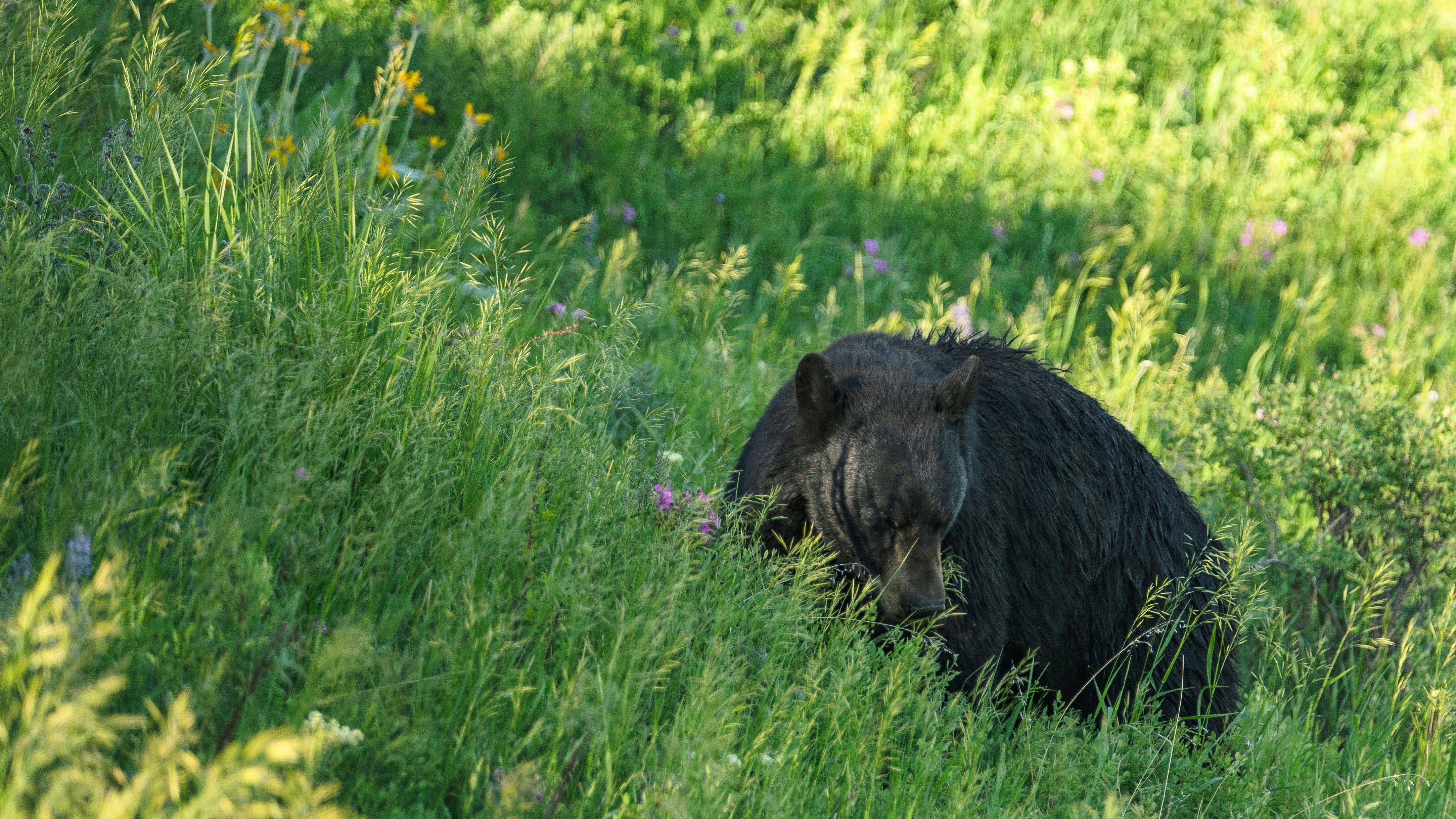 Photo by grandpacomp