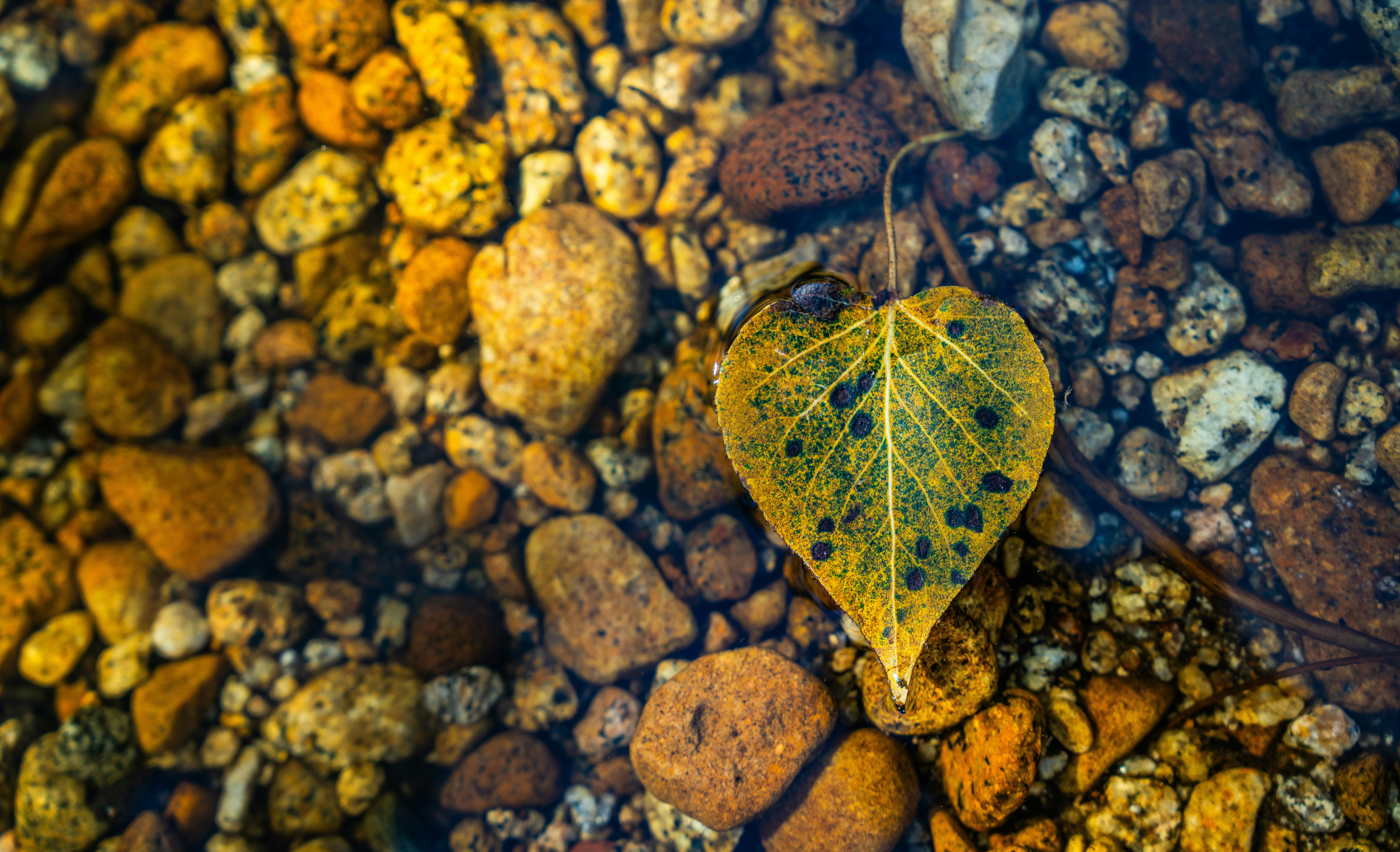 Photo by happy_pixel