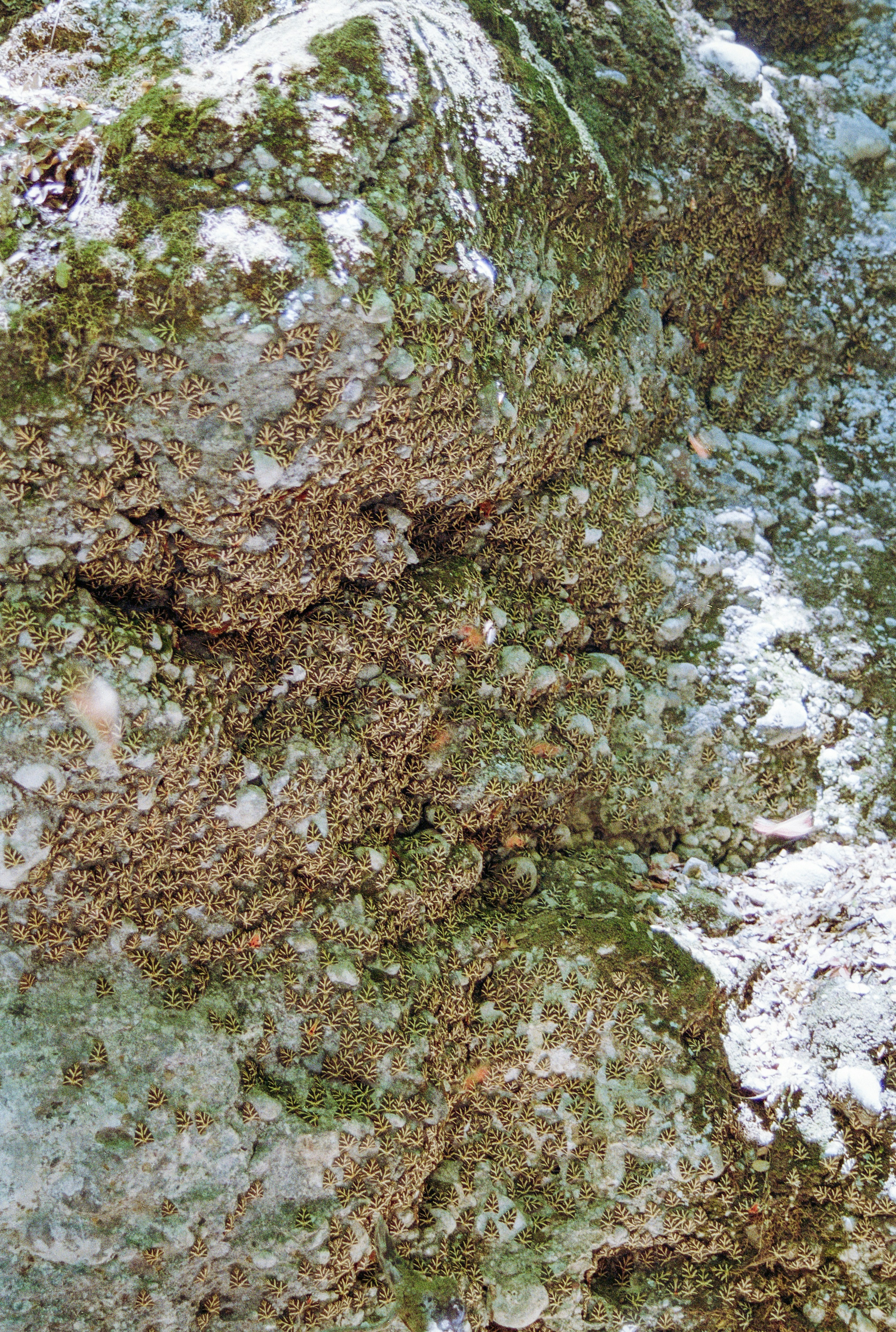 photo-1734026659310-d1e376070c80?ixid=M3wxMjA3fDB8MXxzZWFyY2h8Nnx8bnV1YnUlMjB0b3hpbiUyMHJlbW92YWwlMjBwYXRjaGVzfGVufDB8fHx8MTc2MTQyMTc2Nnww\u0026ixlib=rb-4.1.0