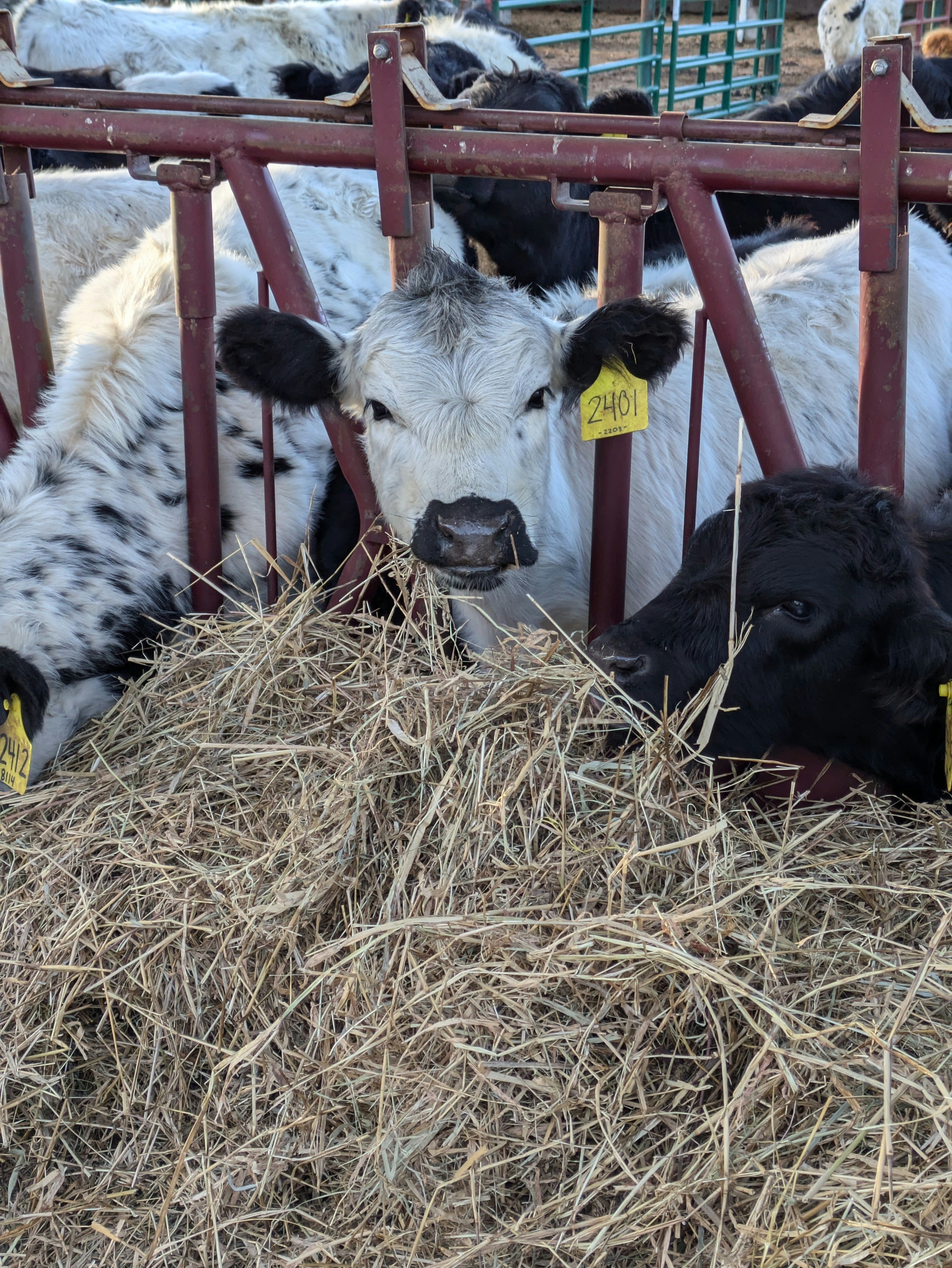 Un groupe de vaches mangeant du foin dans un enclos
