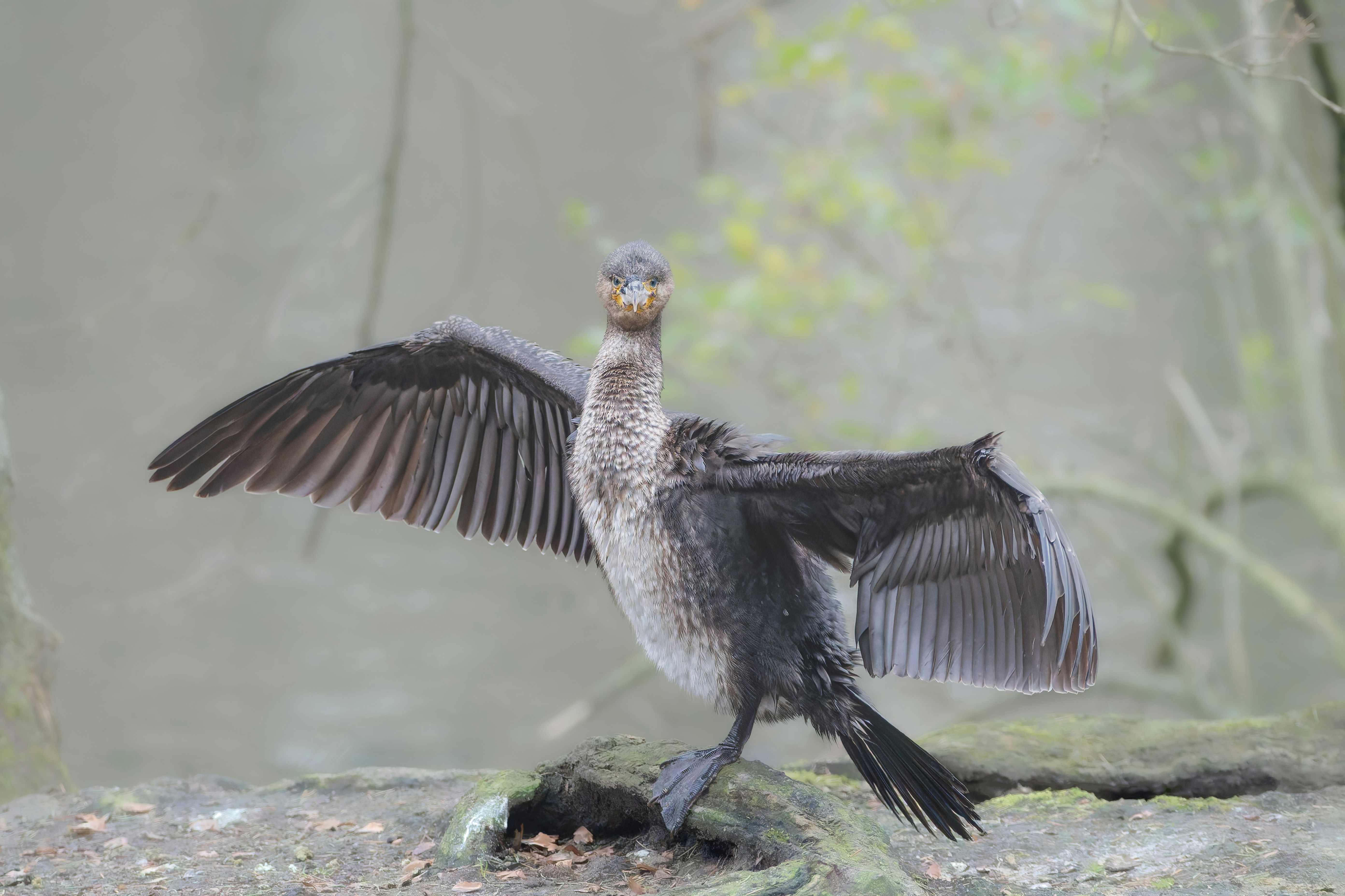 Photo by siegfriedpoepperl