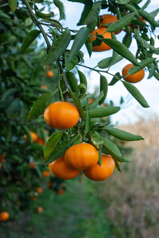 An orange tree filled with lots of ripe oranges