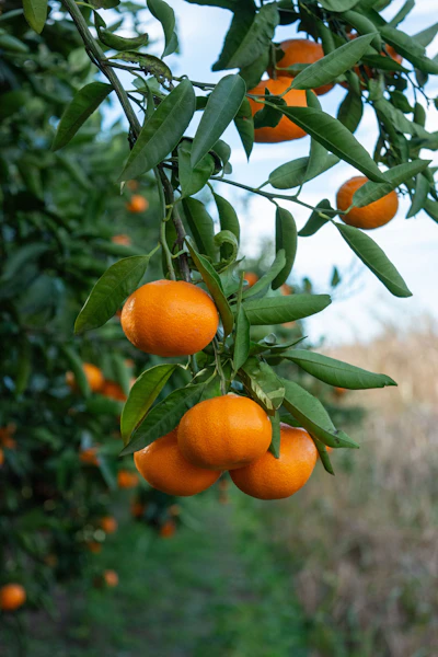 An orange tree filled with lots of ripe oranges