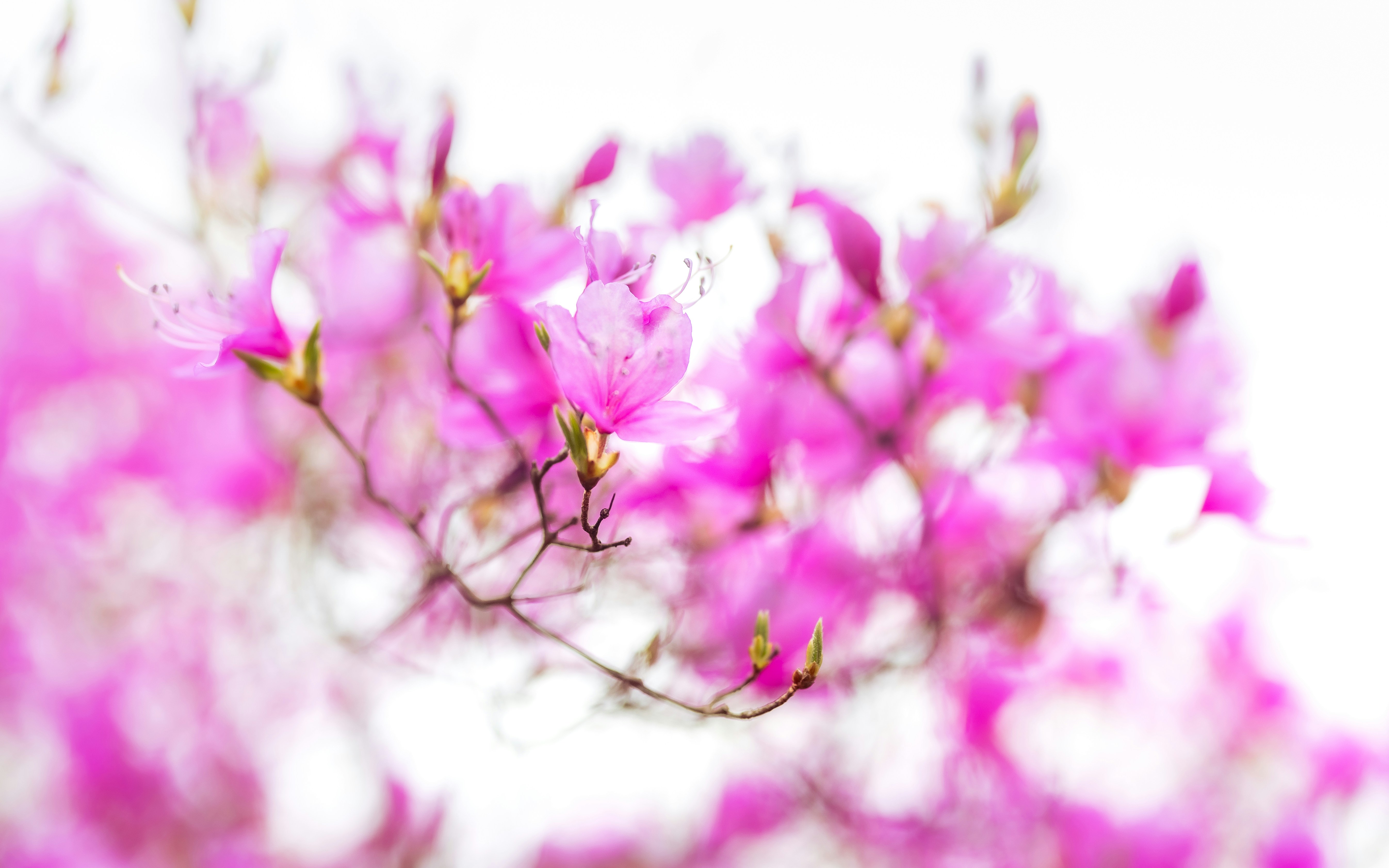 Photo by marekpiwnicki