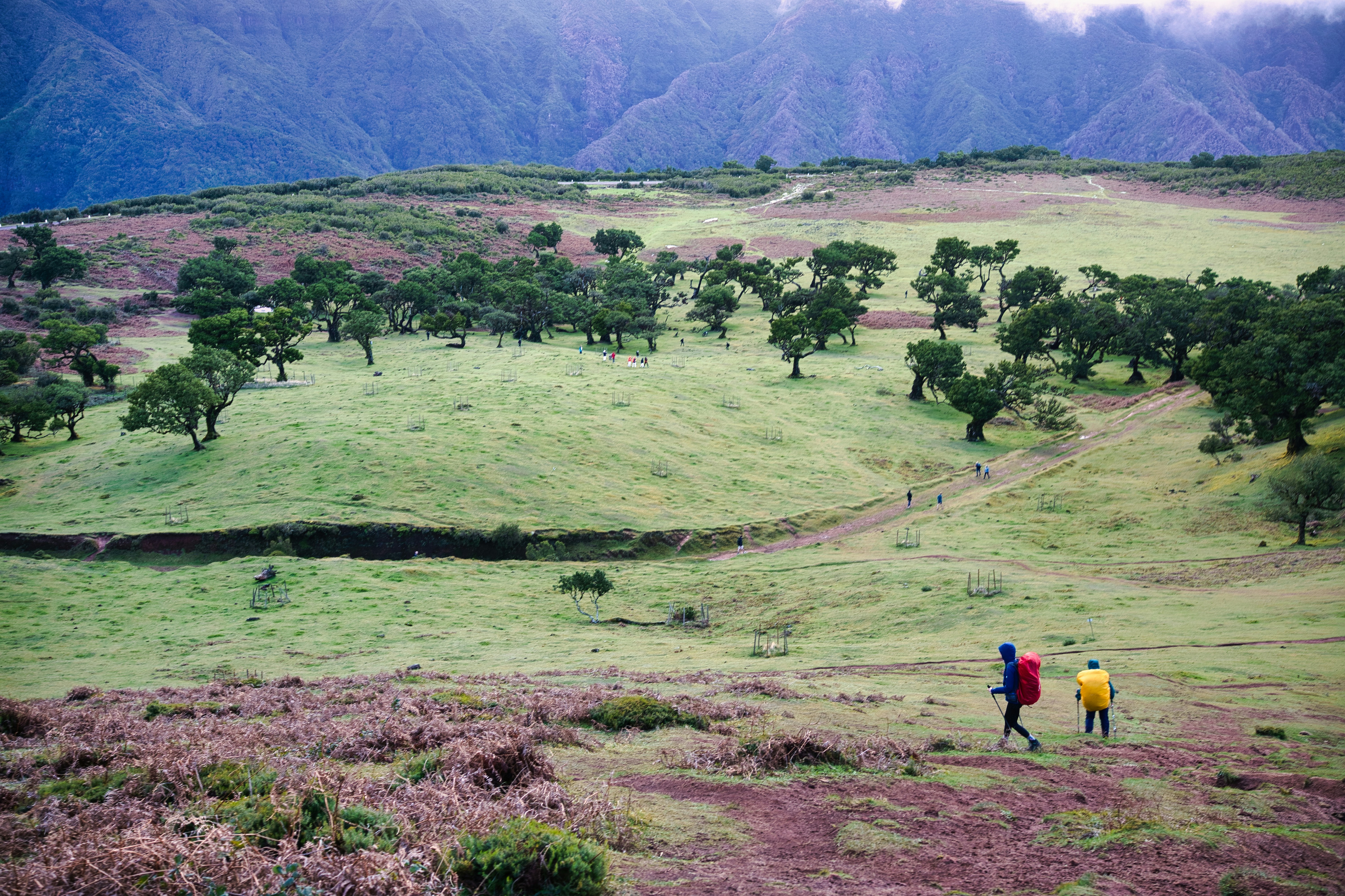 A couple of people walking across a lush green field