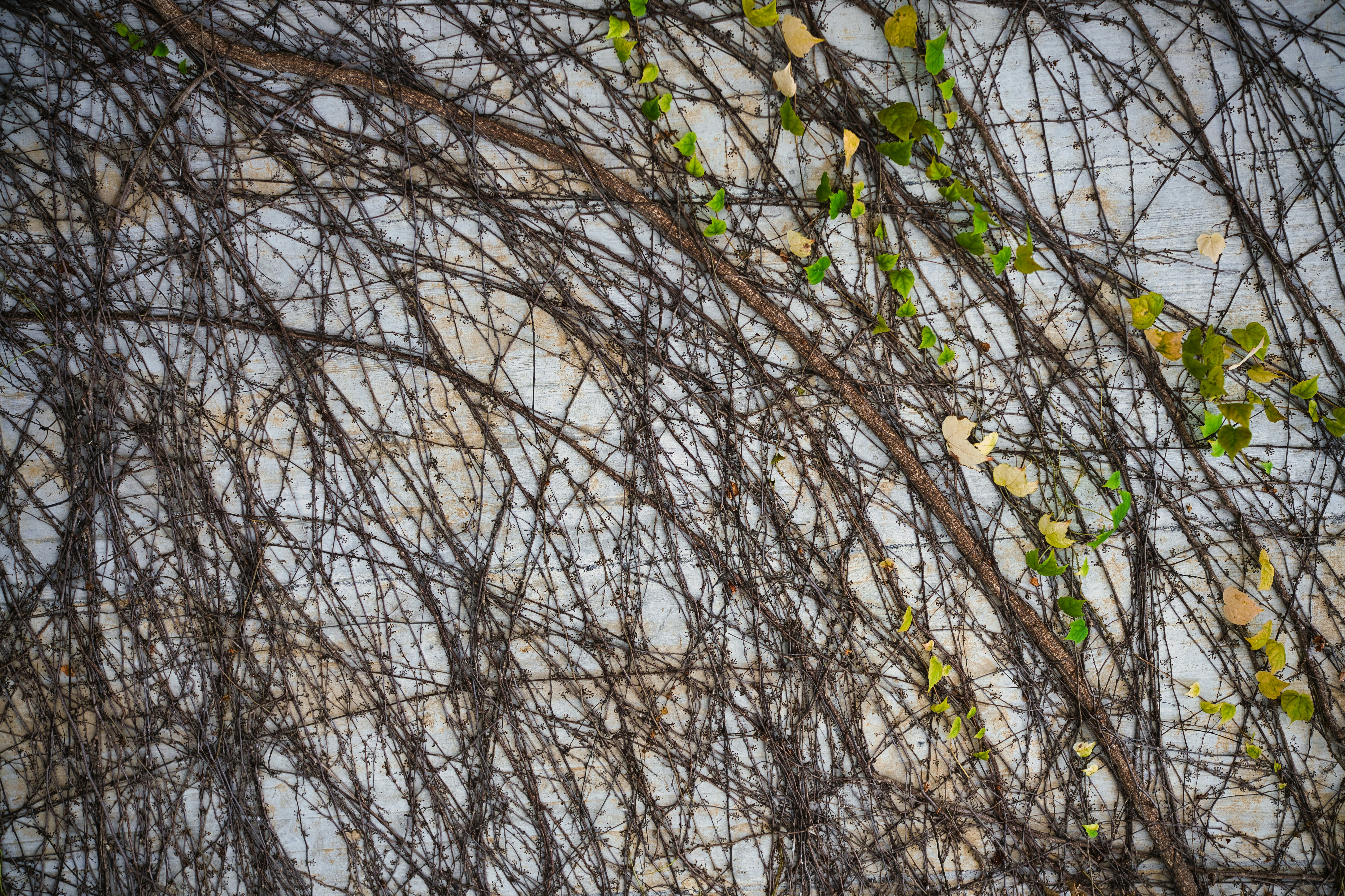 Photo by maksimshutov