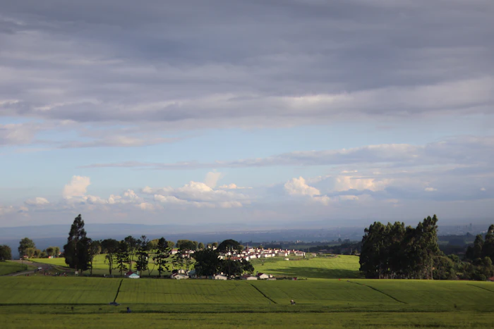 Tea fields in Limuru, Kenya under a cloudy sky