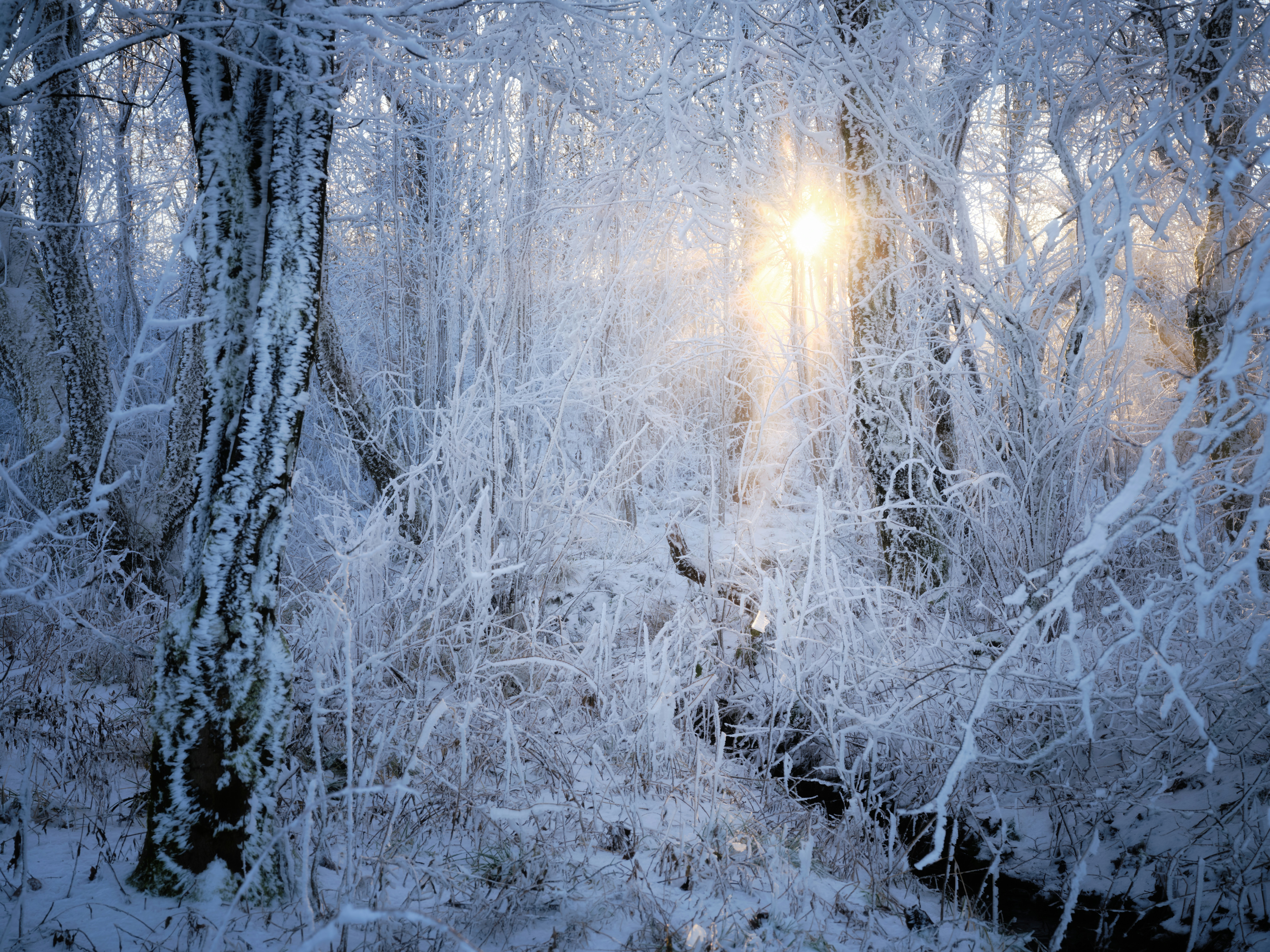 The sun shines through the trees in a snowy forest